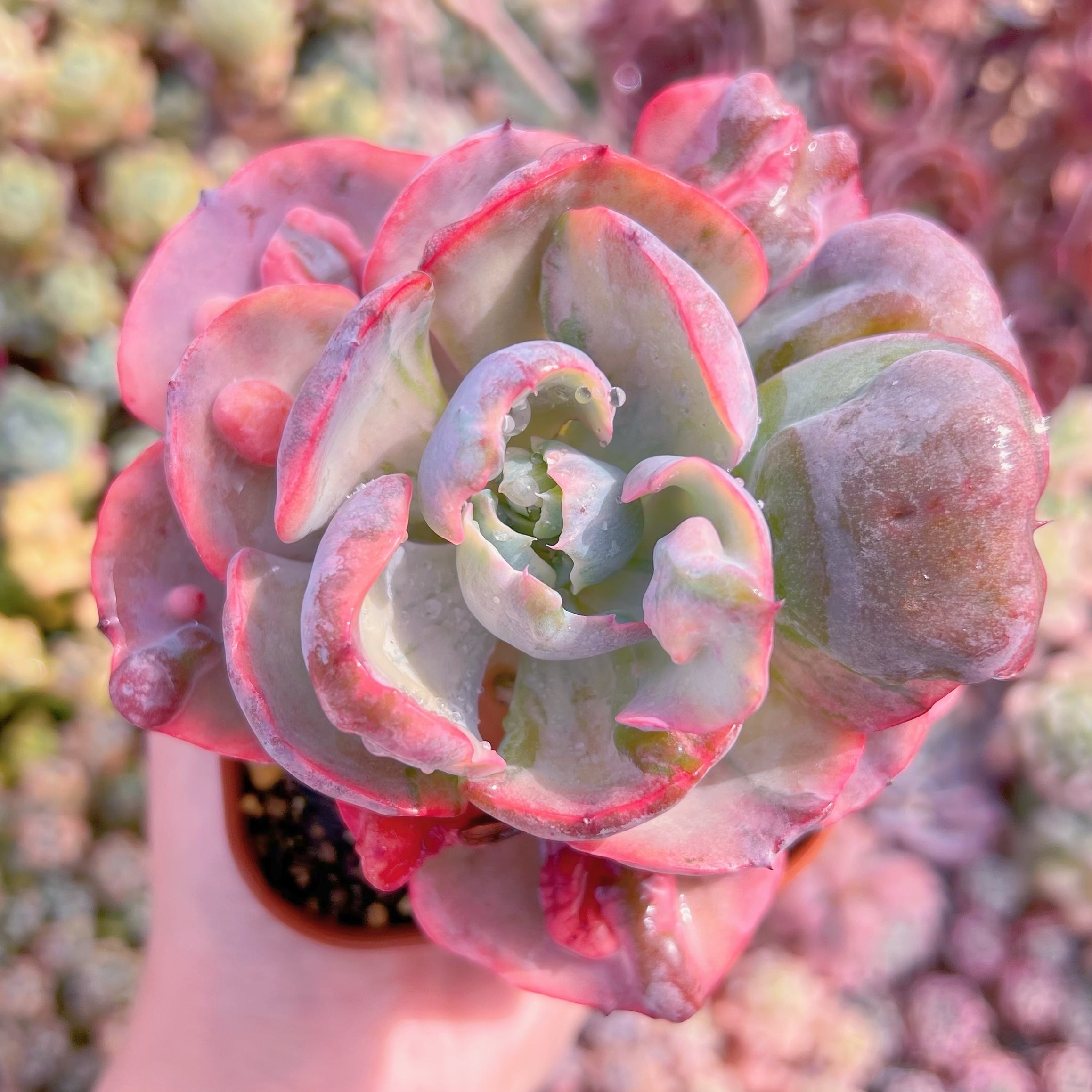 現品　ビヨンセ錦#066　るる農園