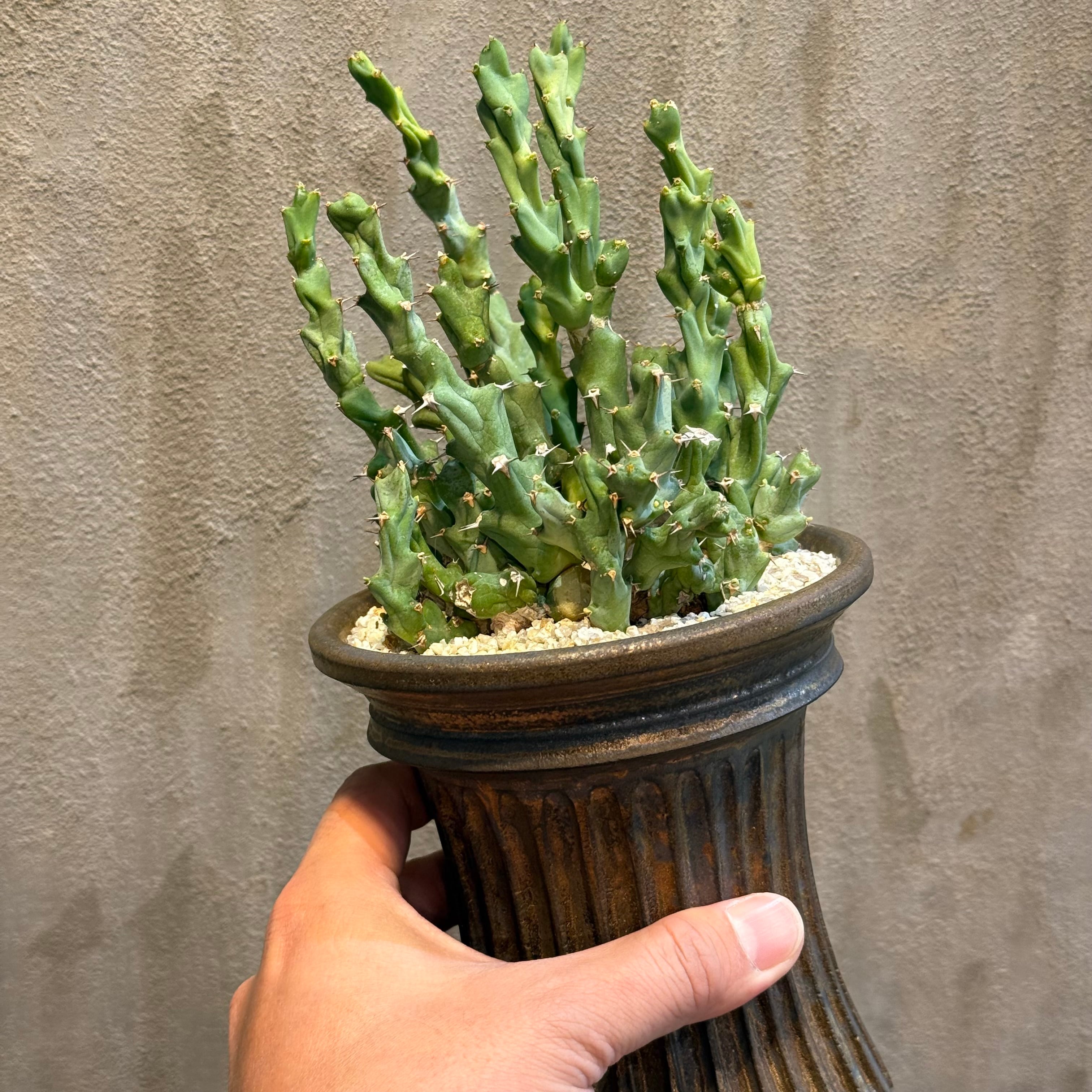 植物×作家鉢 【植え込み済み】 | A-PLANTS