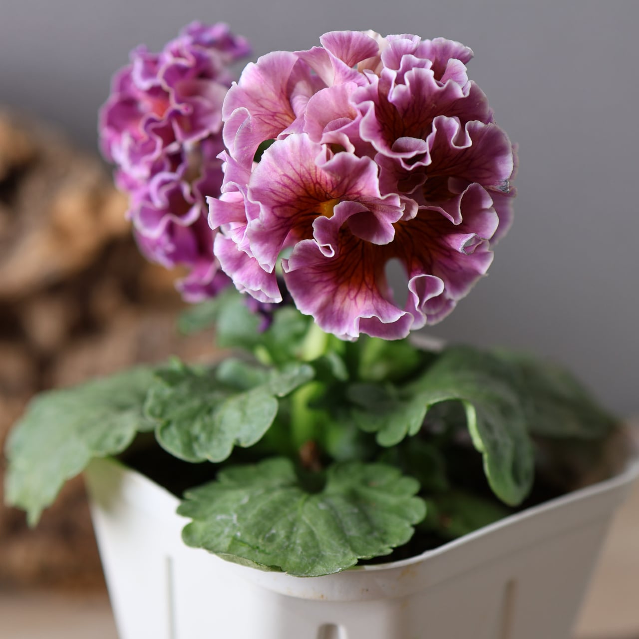 479 超希少！サトウ園芸さんの『ローブ ドゥ アントワネット 