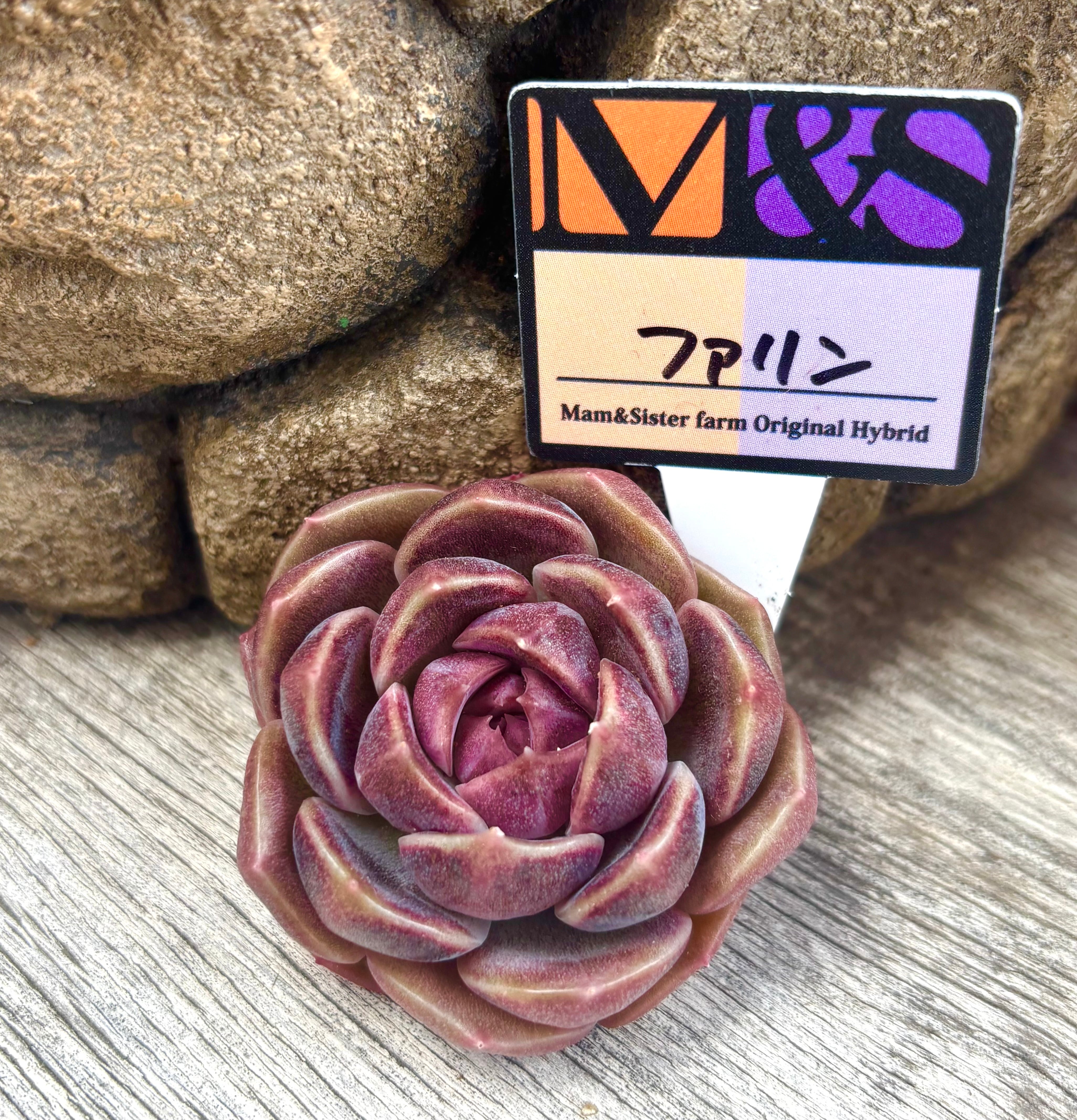 しじみ蝶錦 多肉植物 | aruru