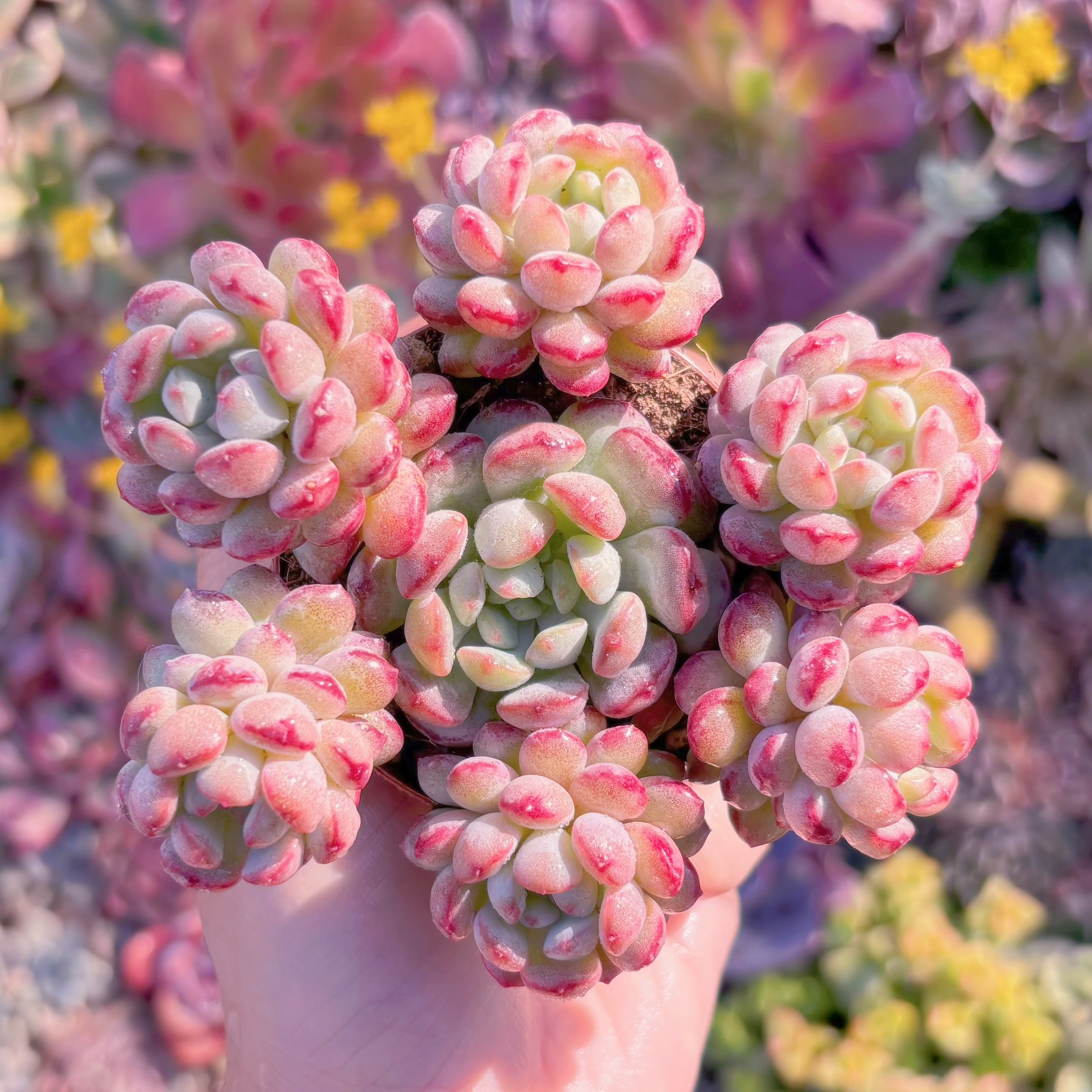 多肉植物　萌豆　群生　新入荷　るる農園
