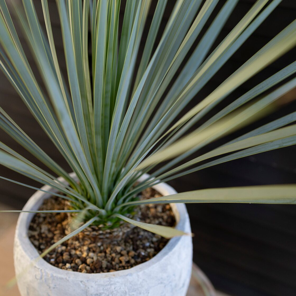 ユッカ ロストラータ Rostrata 8号 陶器鉢 株立ち 観葉植物 細葉 