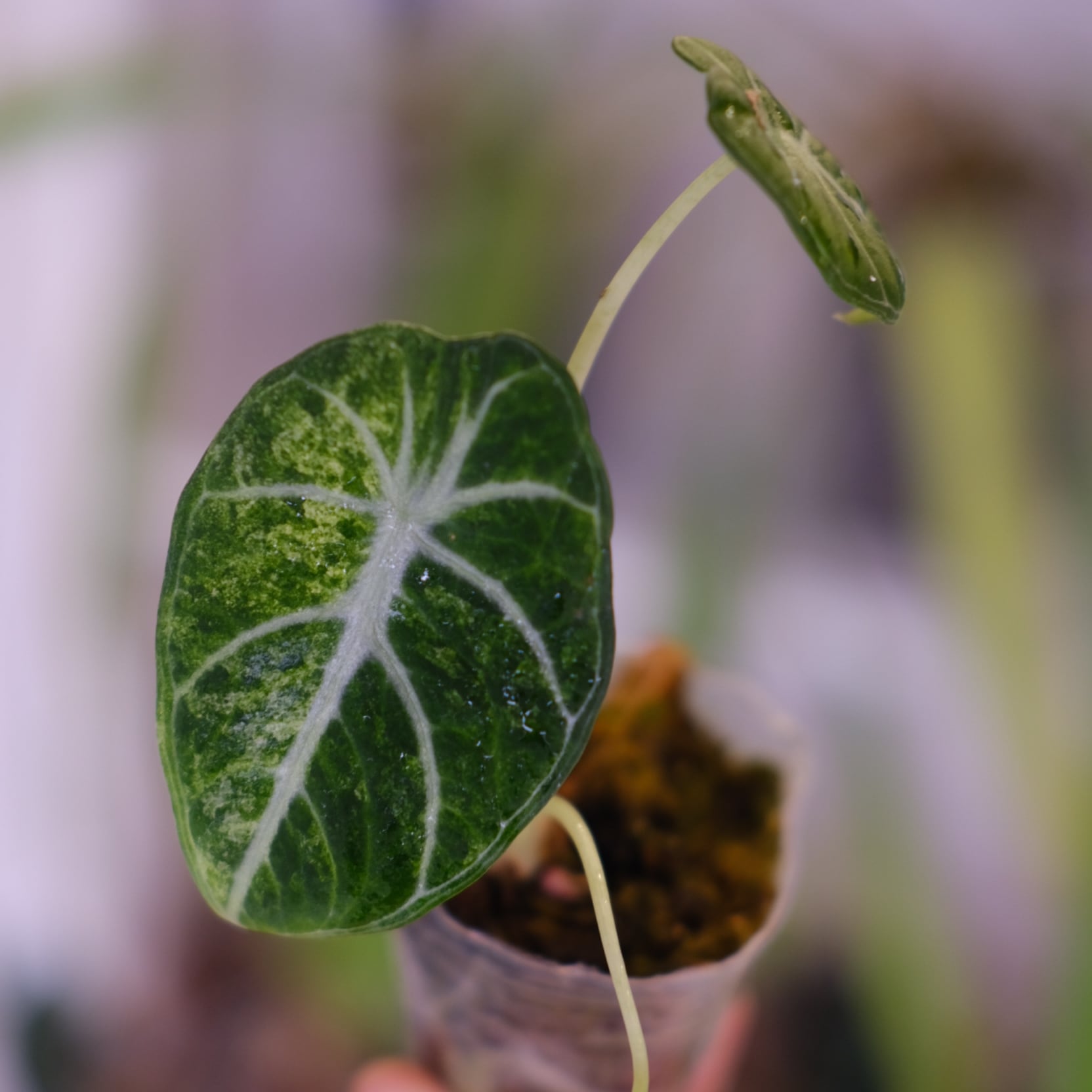 アロカシア / Alocasia | tokyoplants / 観葉植物専門店