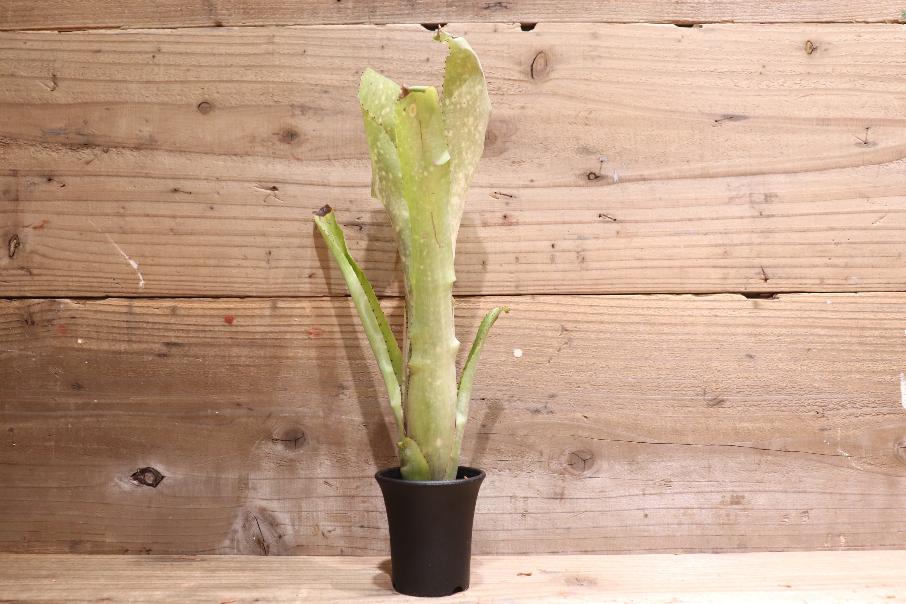送料無料】 Billbergia 'Kolan Accord' x 'Kolan White pearl
