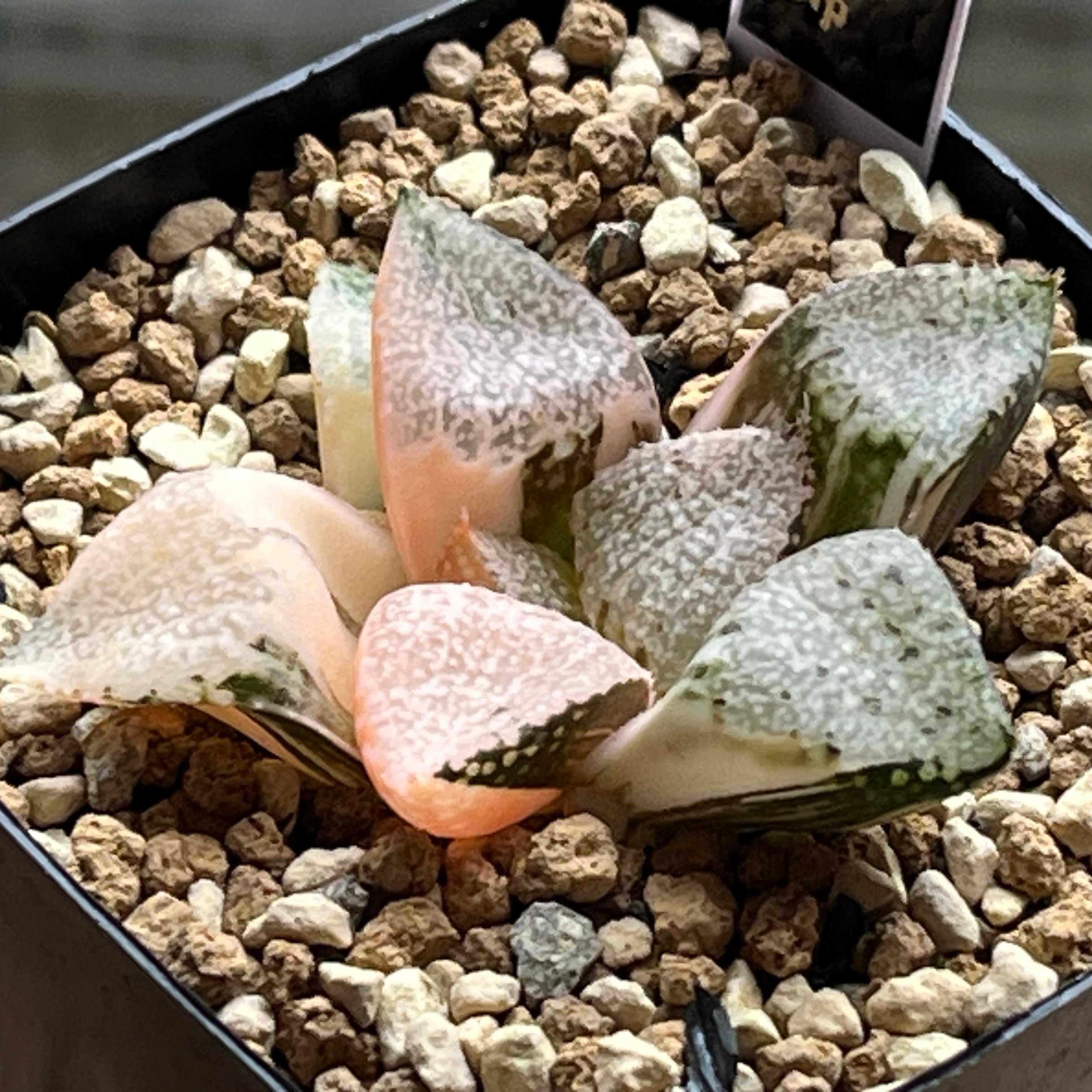 ハオルチア 酒呑童子錦 | mocono_plants