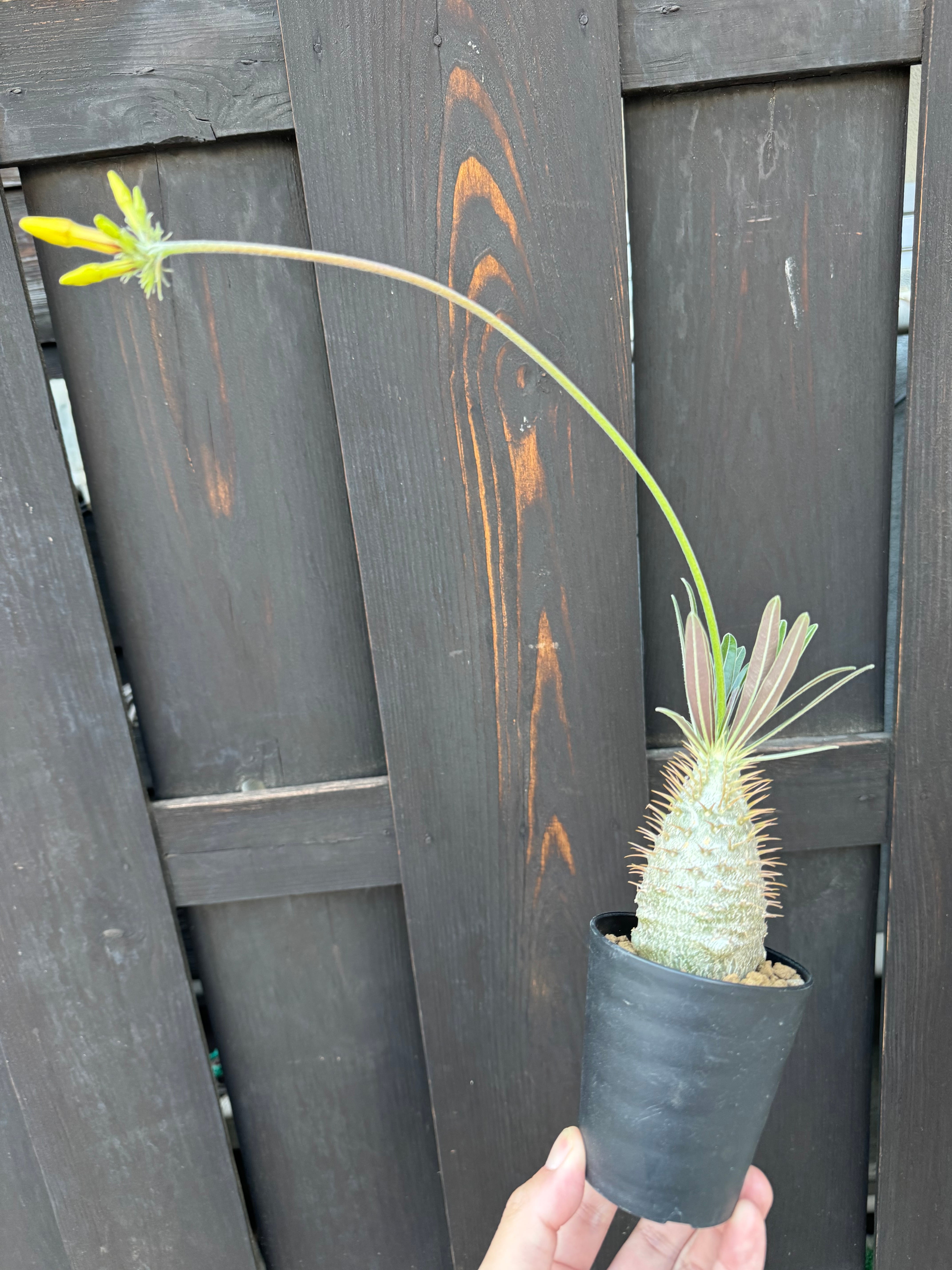 新着】 Pachypodium Gracilius【新潟県産 まん丸実生苗
