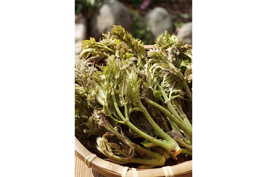 【山菜の王様】天然タラの芽・50g(4/13発送開始)