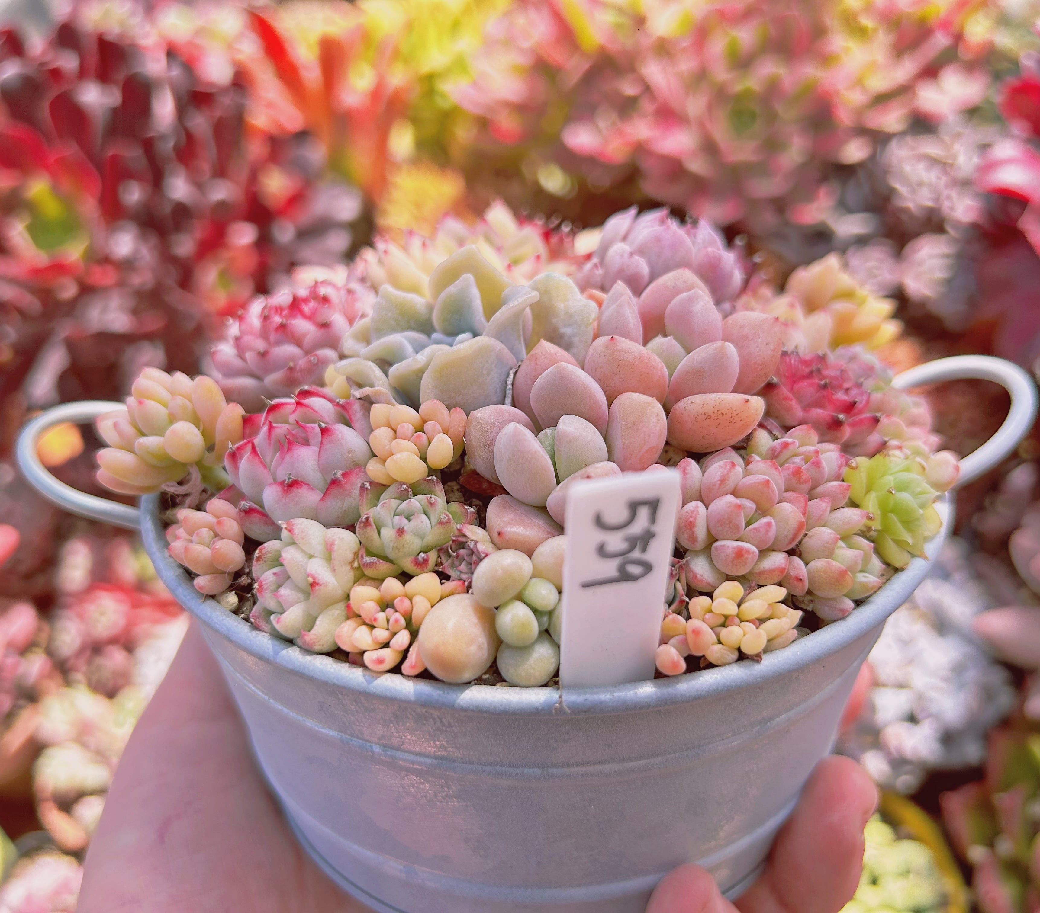 寄せ植え　多肉植物　寄せ植え　セット 多肉植物 寄せ植えセット カット苗 多肉植物 sa 通販 11642230