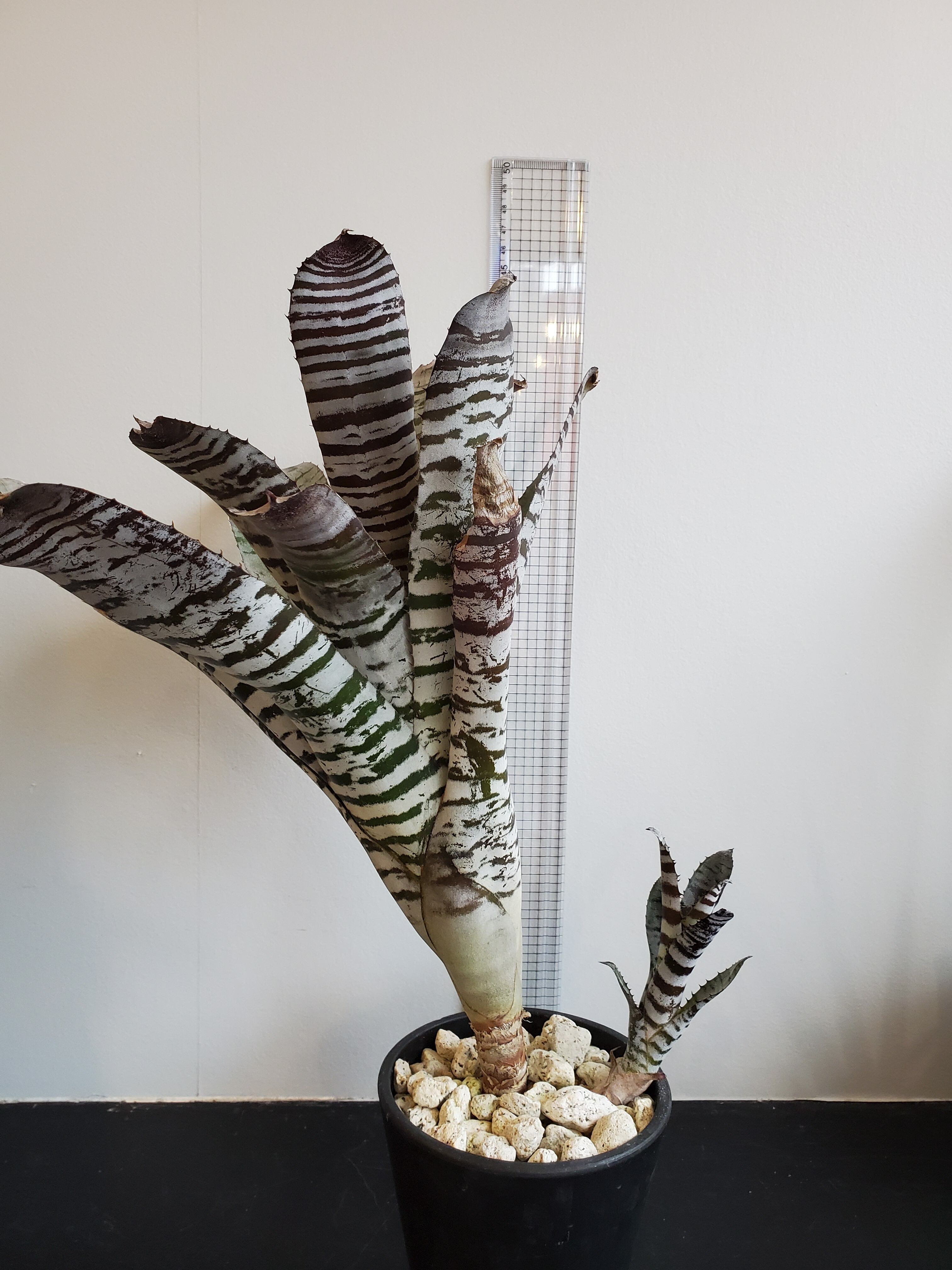 Aechmea chantinii youngturk 【artPLANTs】エクメア/タンクブロメリア