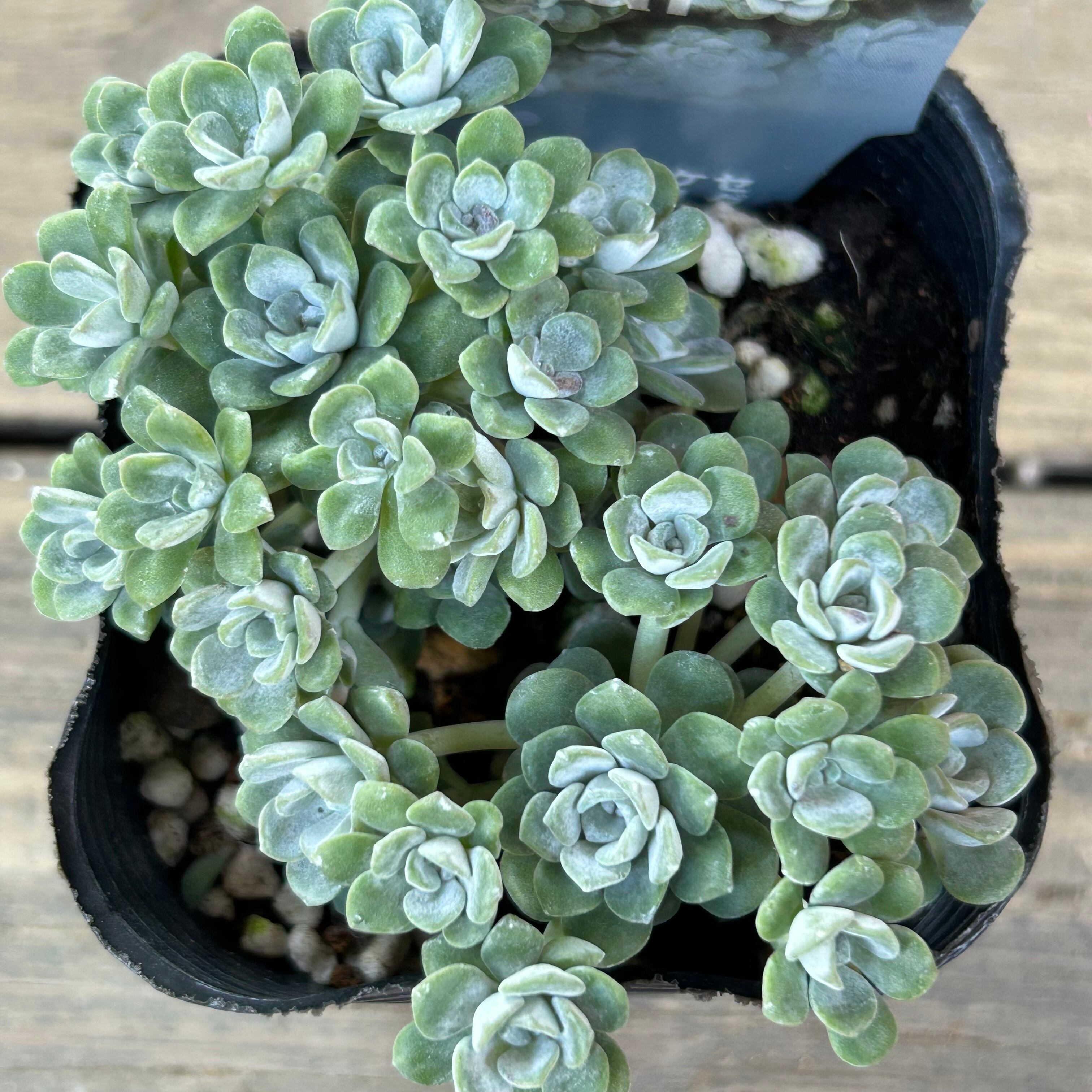 ケープブランコ | RuPo 多肉植物専門店