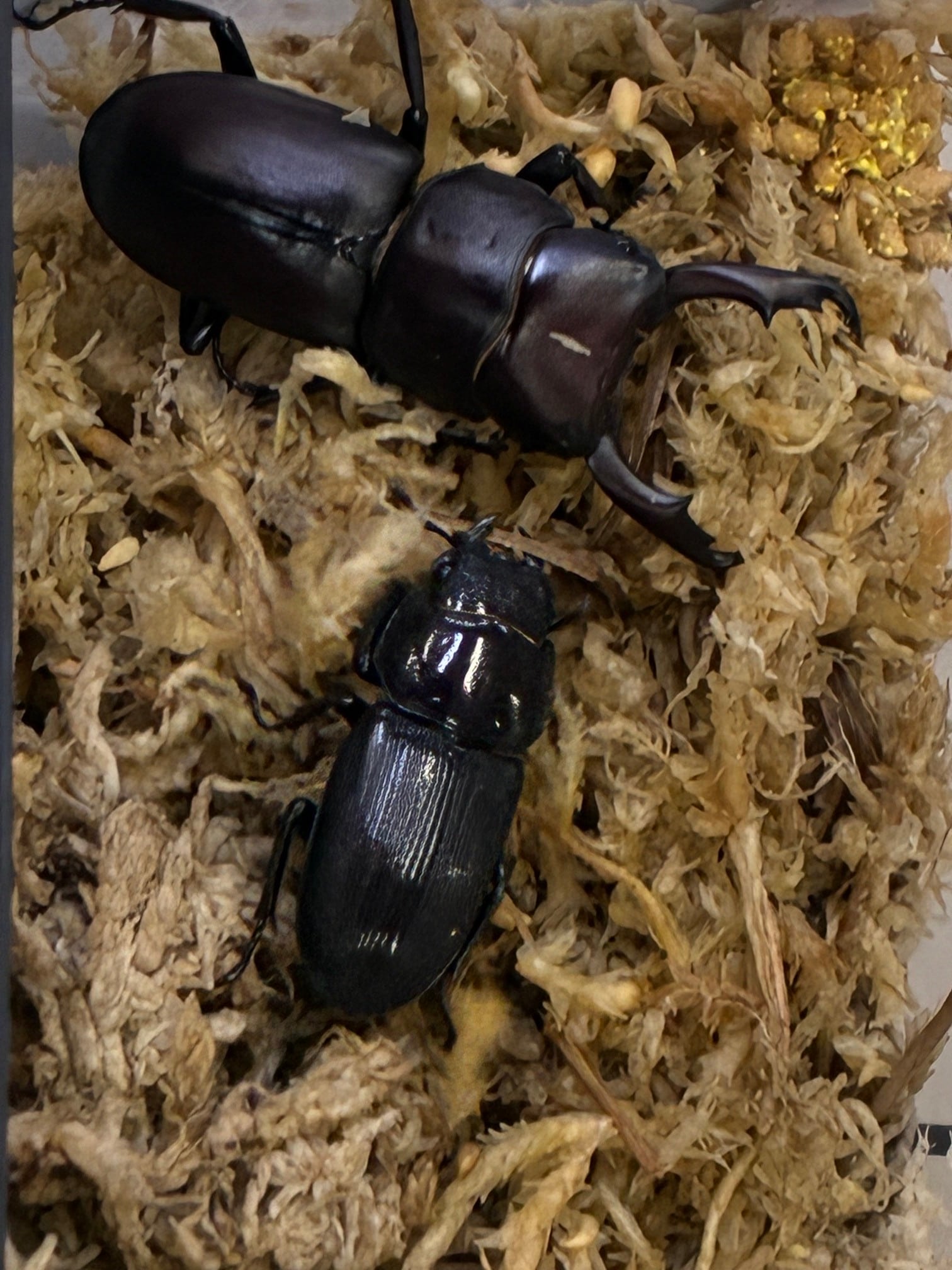 アマミミヤマクワガタ成虫ペア奄美大島油井岳CBF2♂41♀28 | ookuwaland