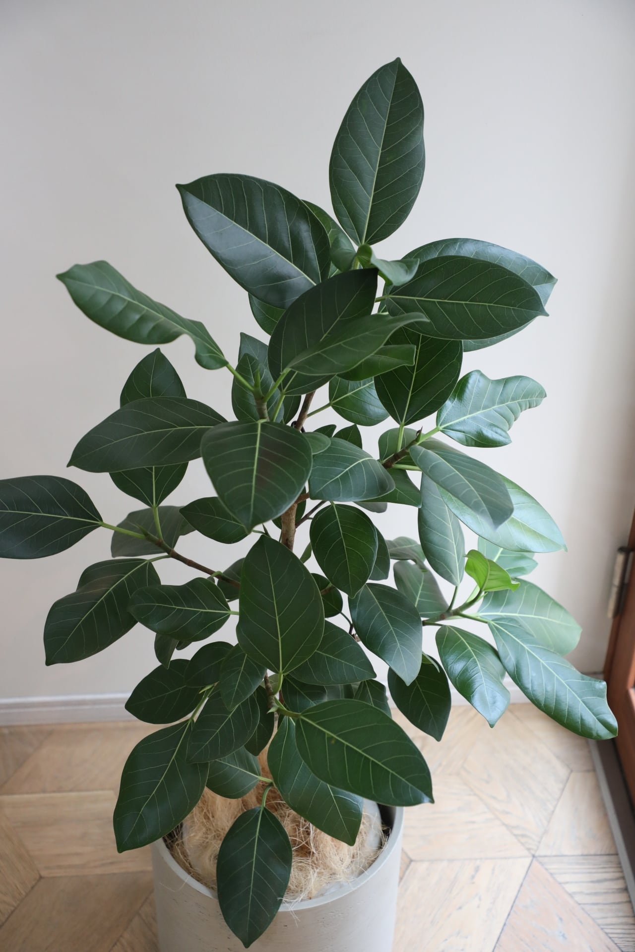 L/120cm】フィカス アルテシマ 青葉/Ficus | 【厳選植物・器】MIDORI