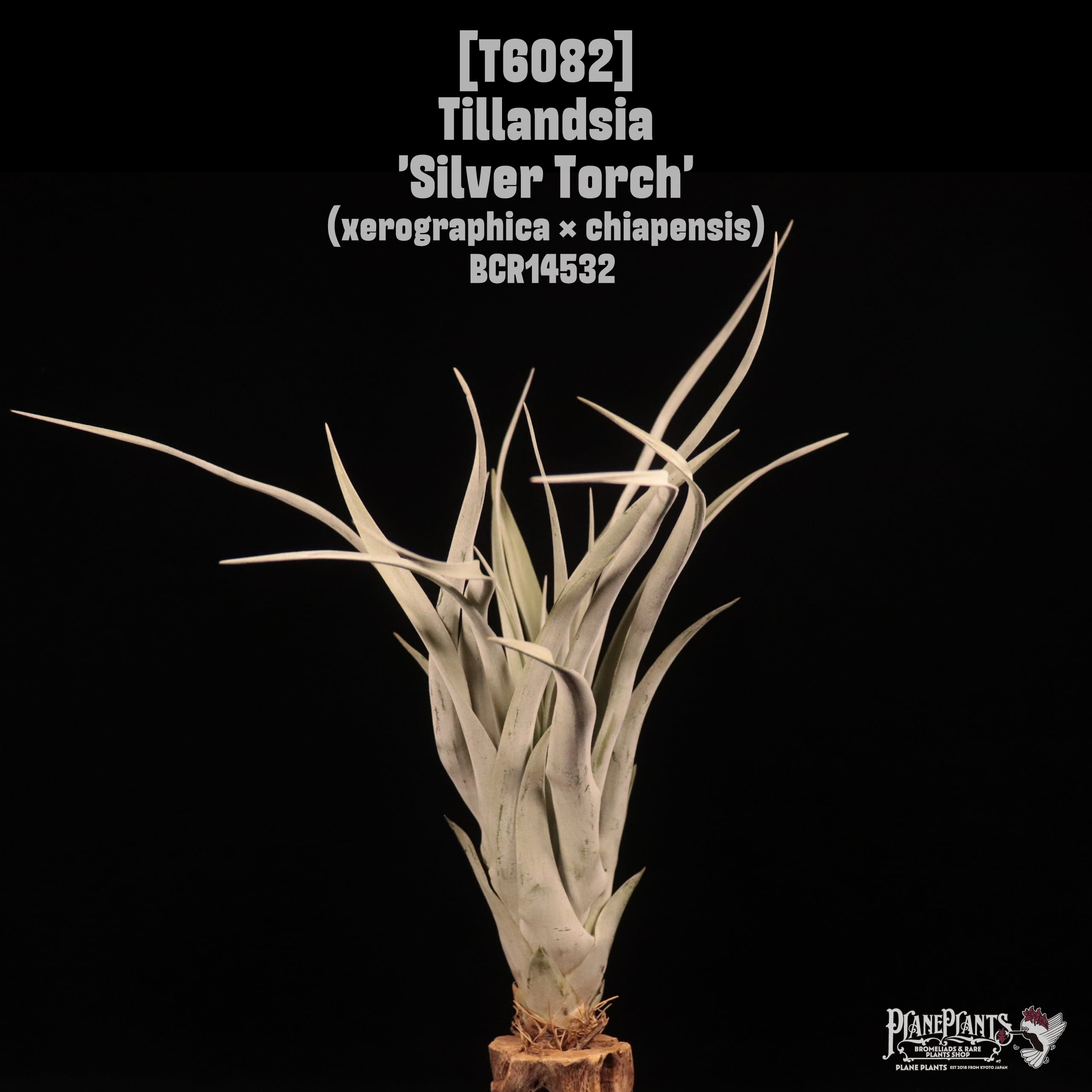 Tillandsia 'Silver Torch'〔ティランジア〕T6082