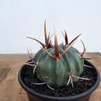 Echinofossulocactus coptonogonus【エキノフォスロカクタス・強棘竜剣丸】
