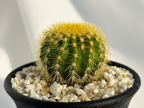 Uebelmannia pectinifera v. eriocactoides　ユーベルマニア　エリオカクトイデス　サボテン