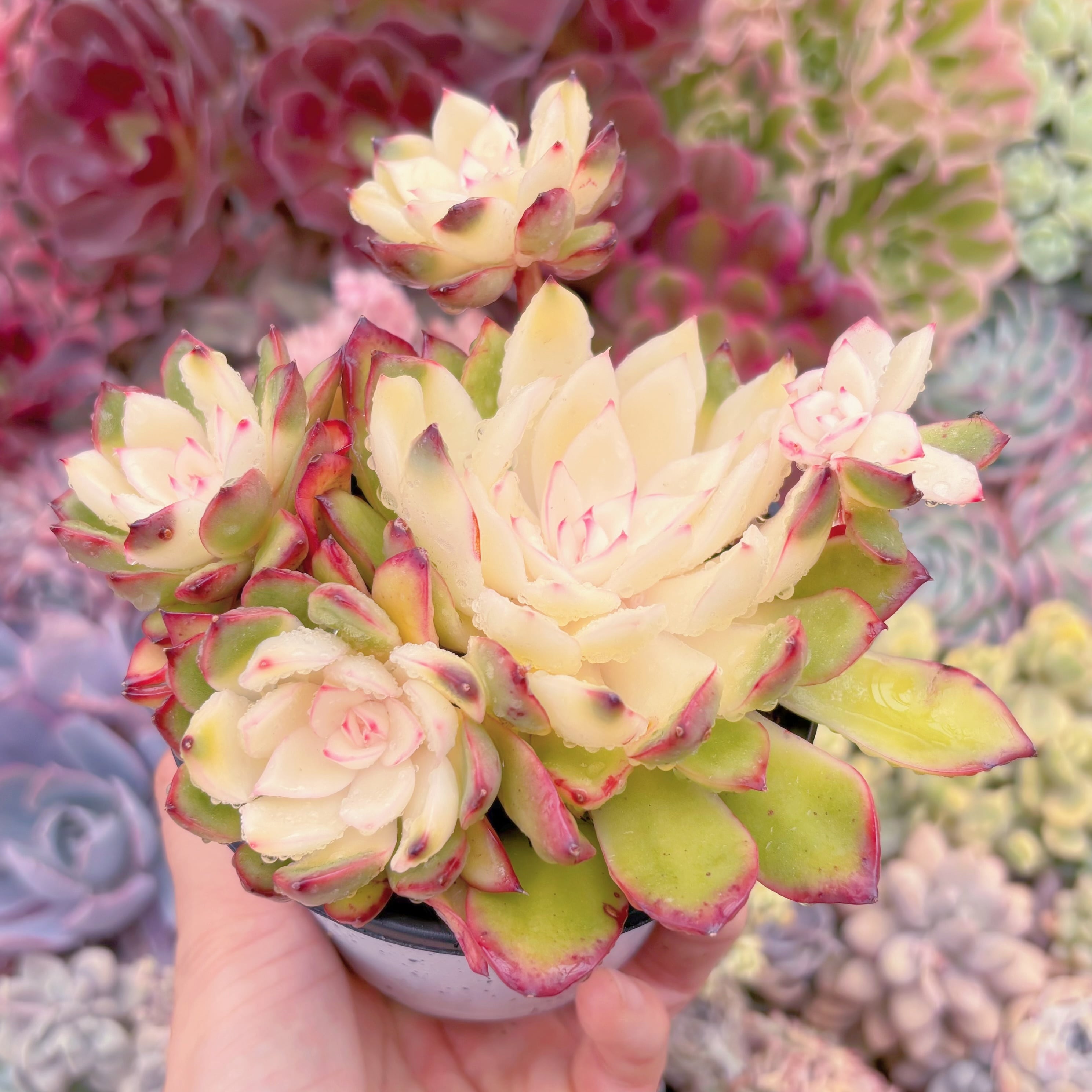 現品　プリリンゼアナ錦#060　群生　新入荷　るる農園