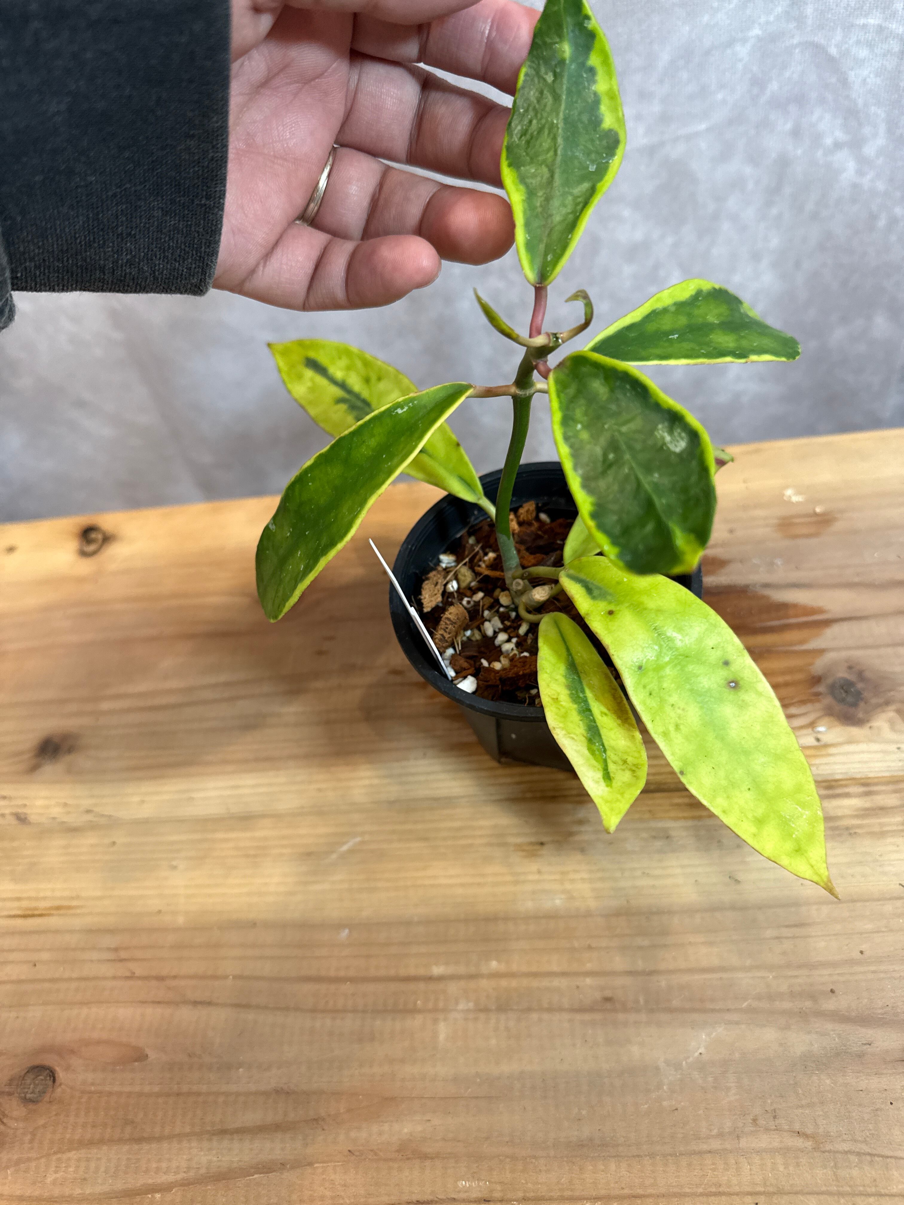 ホヤ ディバーシフォリア外斑 G.O.G. | Gardenえん 【観葉熱帯植物】