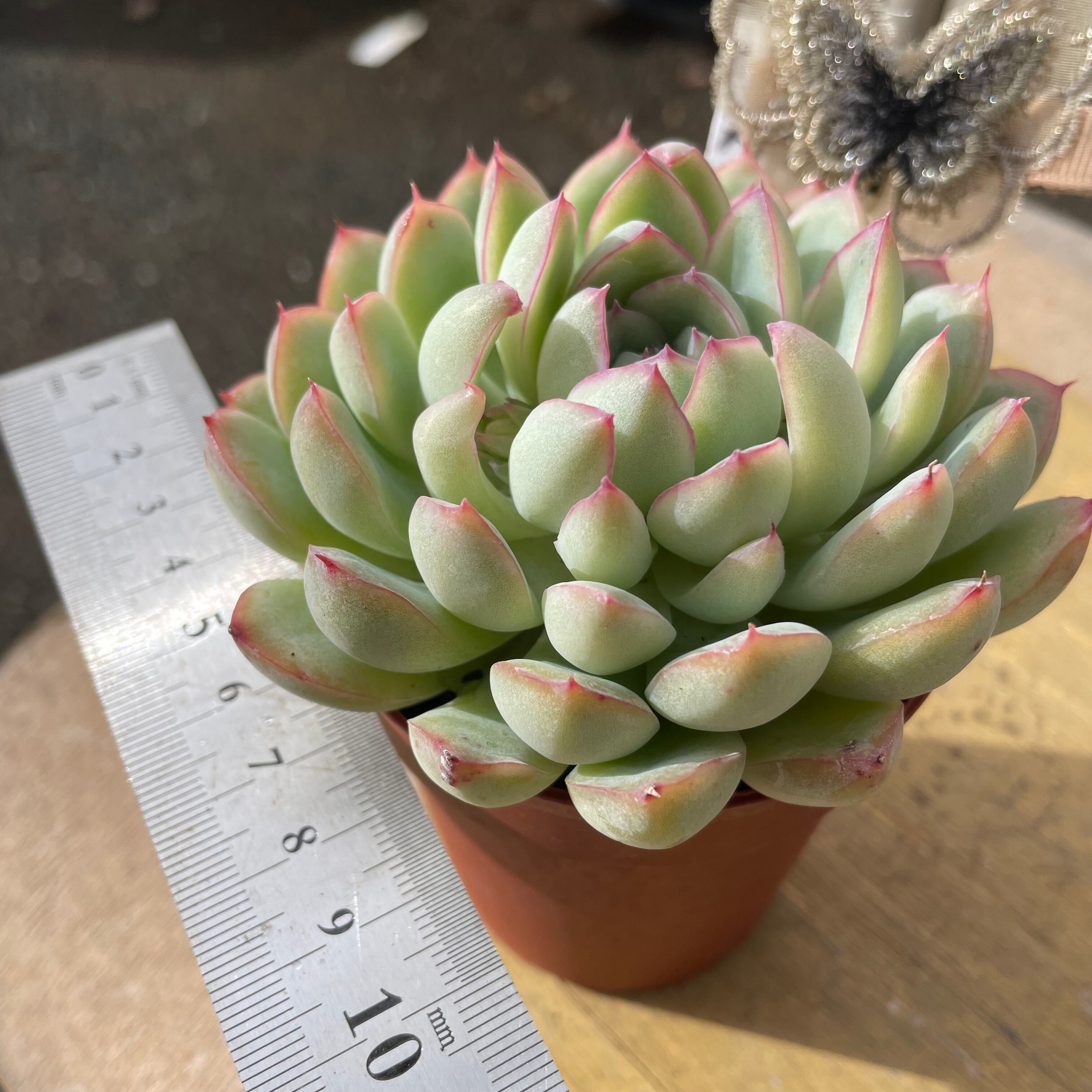 ユース | RuPo 多肉植物専門店