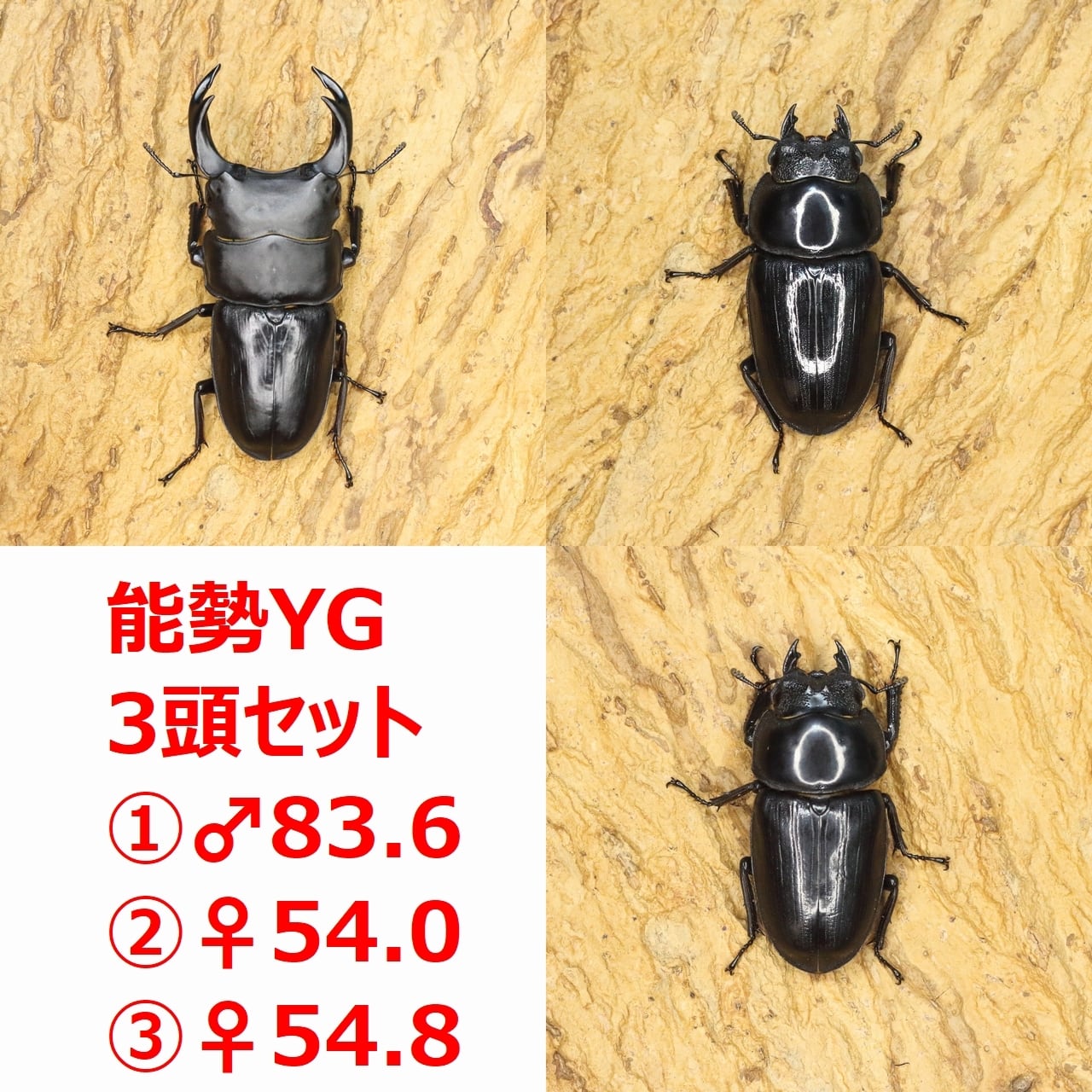 ROCKET SHOP【オオクワガタ販売】
