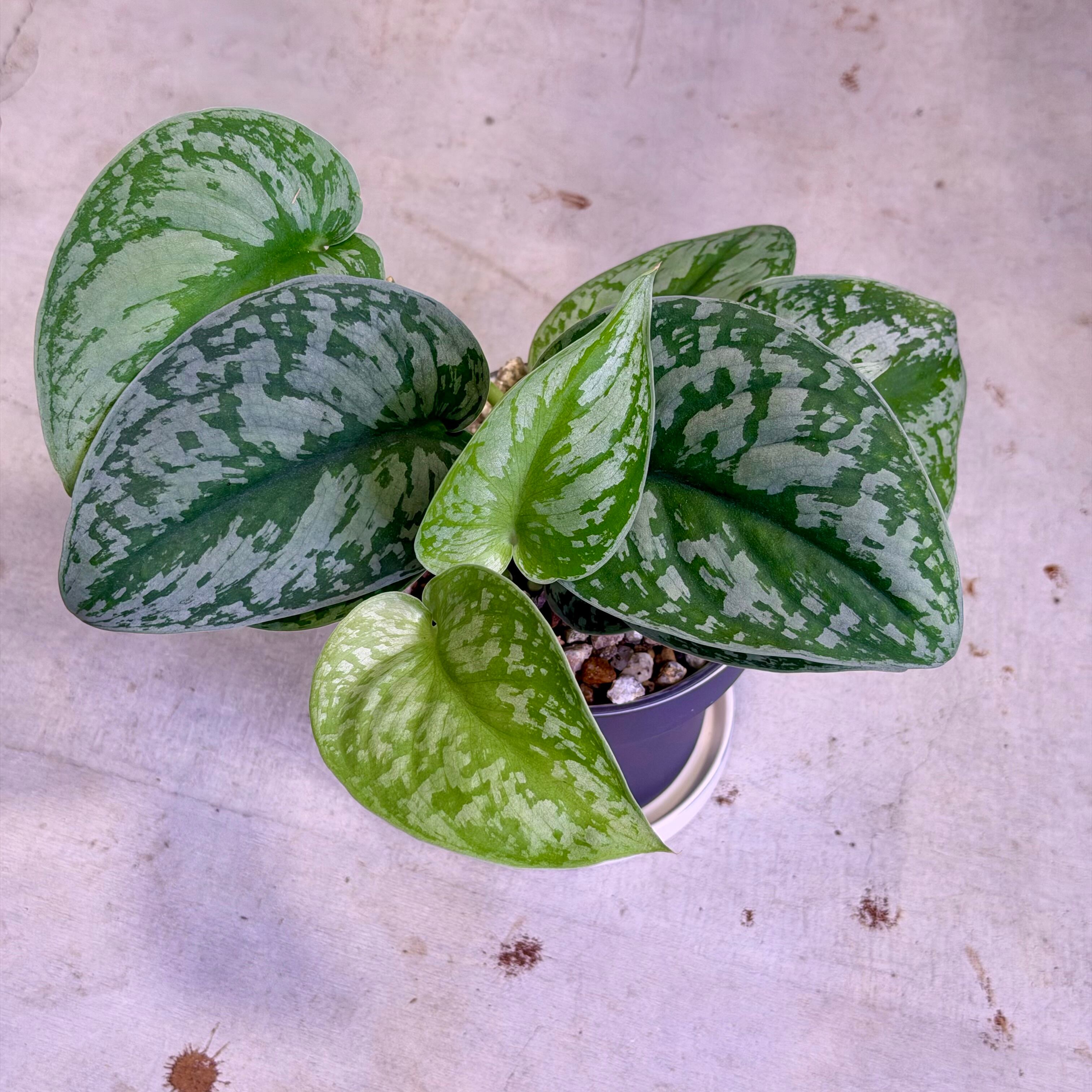 スキンダプサス・トレビー | barrelplants_BONSAI