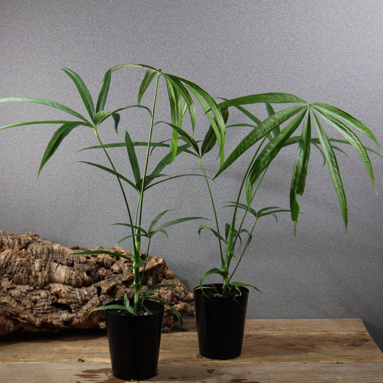 842『アンスリウム エミネンス』観葉植物【送料無料】 | MARX PLANTS