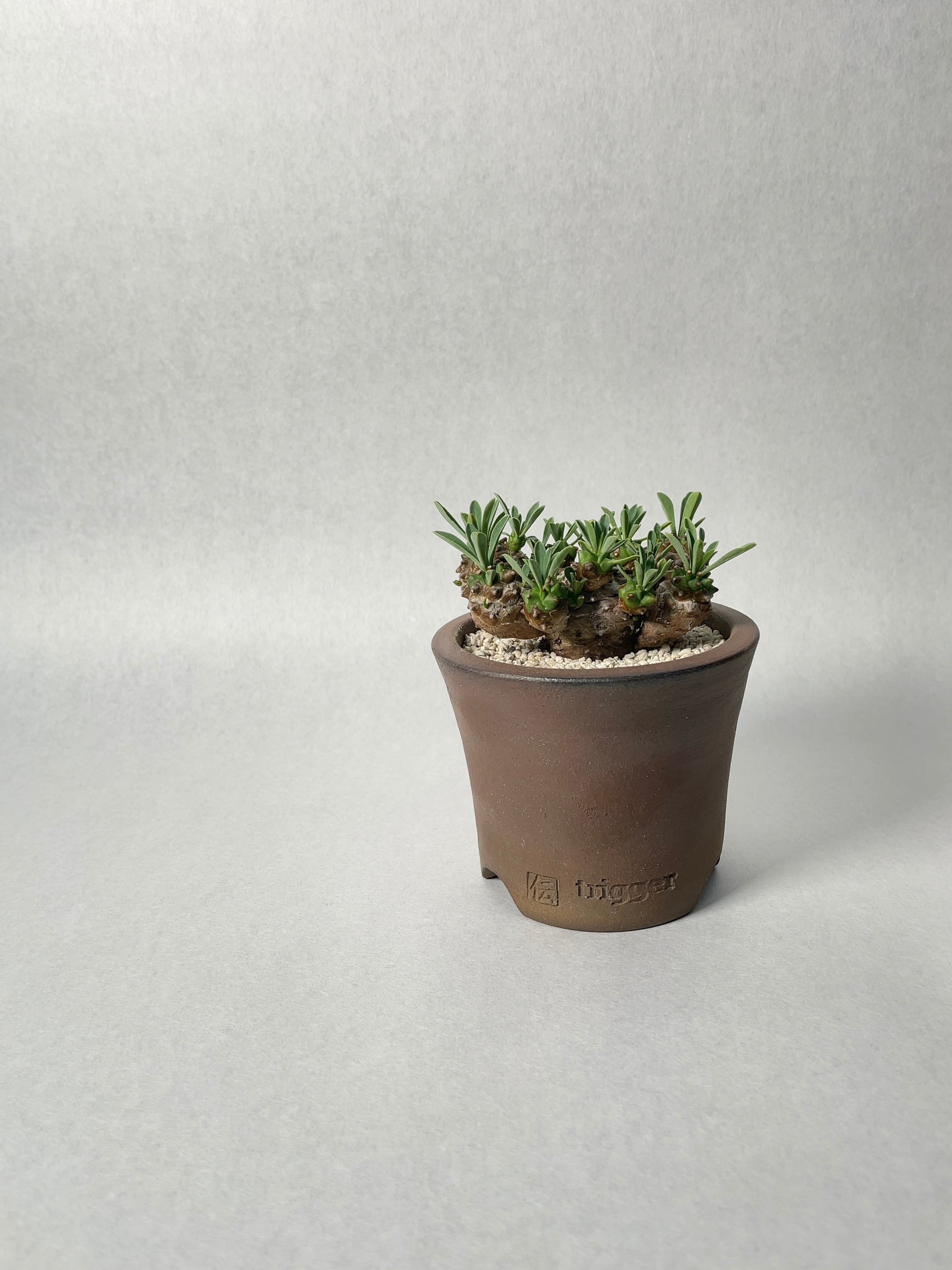 ユーフォルビア　峨眉山　特大　鉢付き　希少 ユーフォルビア 峨眉山 大株 希少 鉢付き｜Yahoo!フリマ（旧