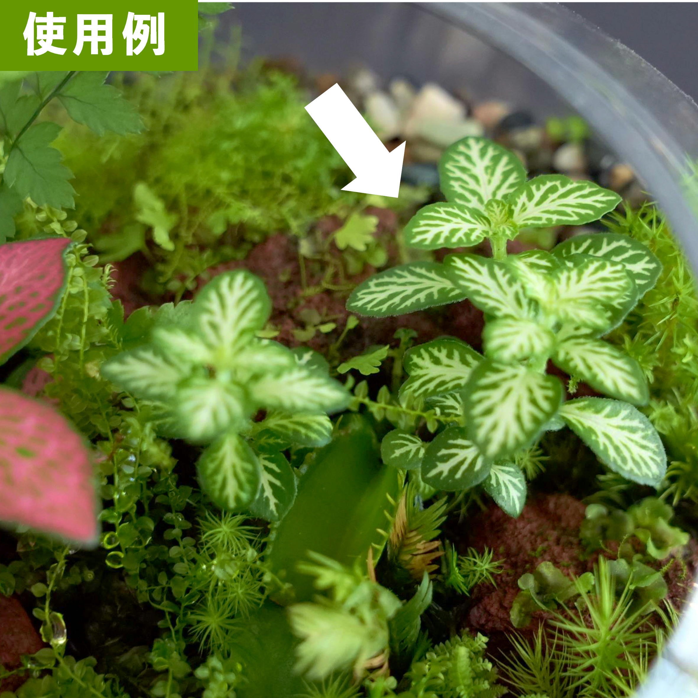 フィットニア 白系 苔テラリウム作製用素材 | 苔テラリウム専門