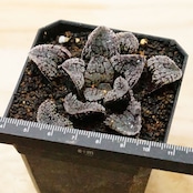 抜き苗 ハオルチア モルドール Haworthia 'Mordor'