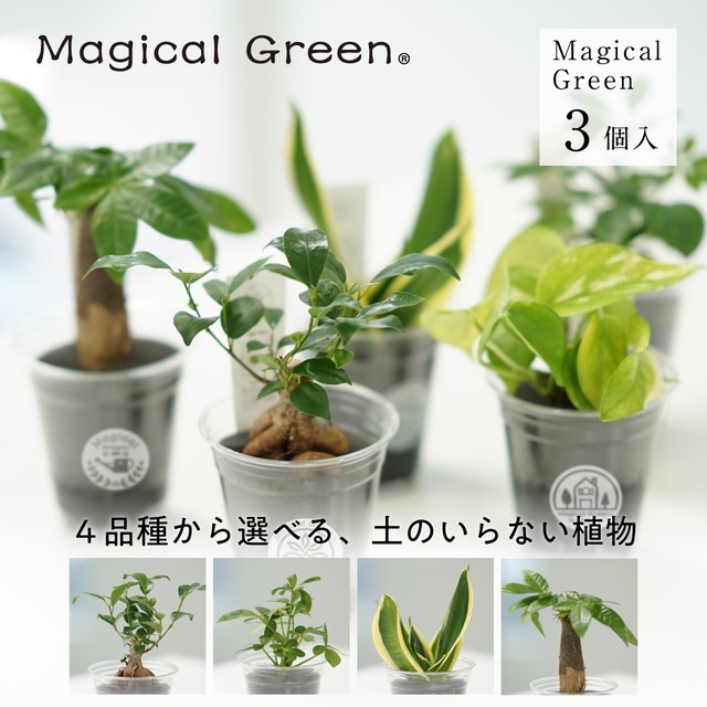マジカルグリーン　Magical Green　３個セット
