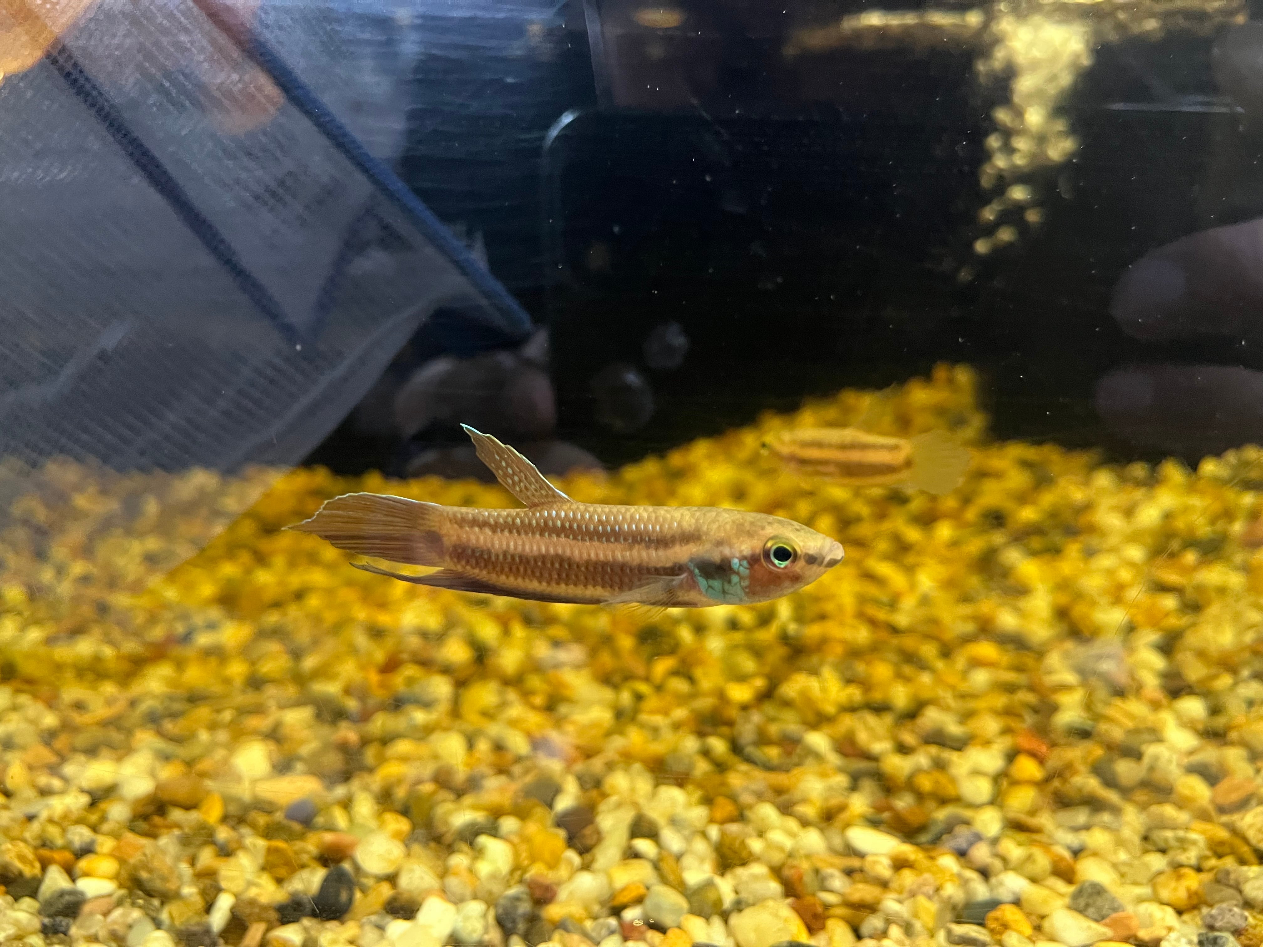 オス1匹】インドネシア直輸入便WILDベタフスカ5-7cm | アクアショップ