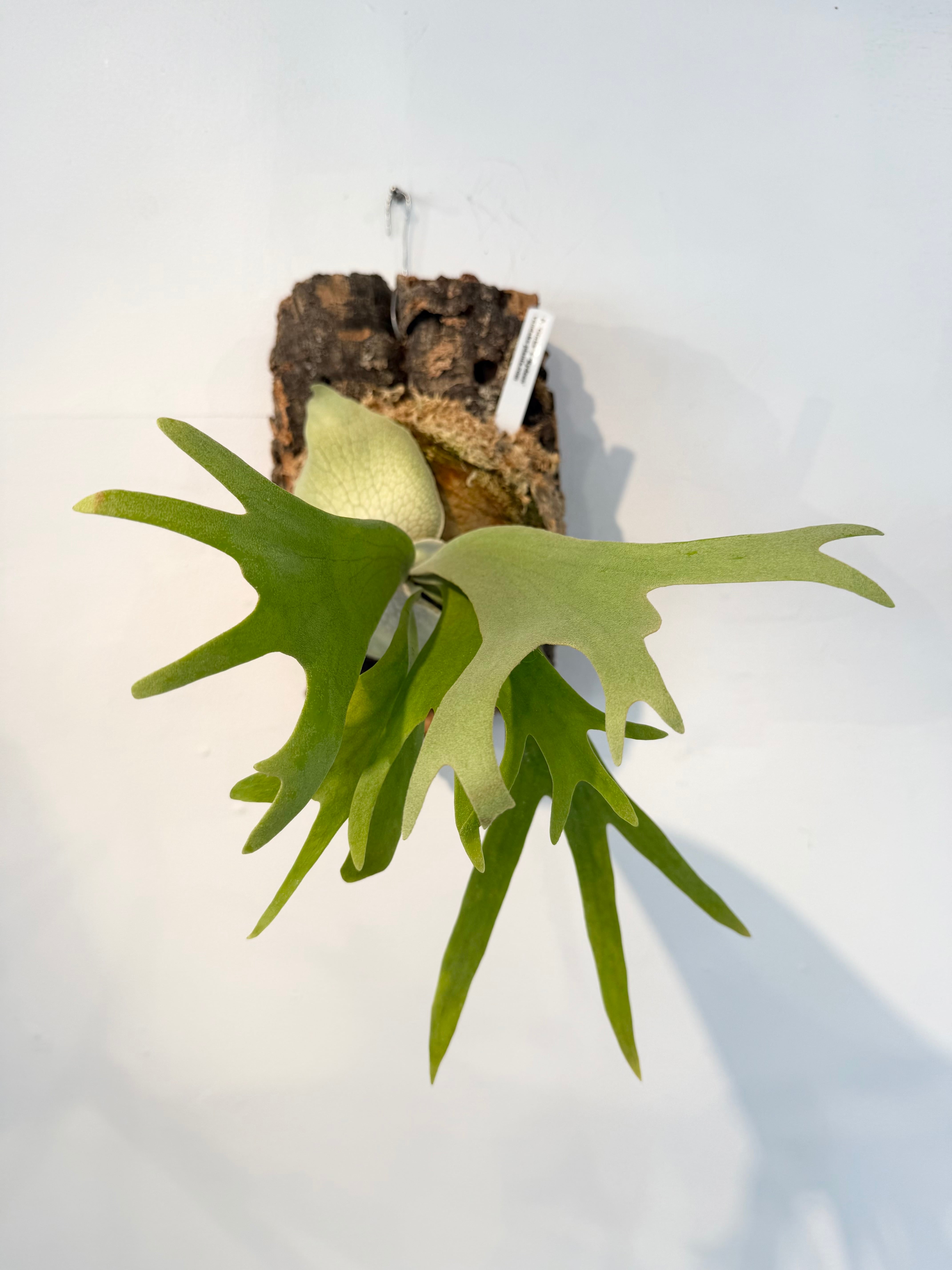 P. 'Paragon' ビカクシダ 'パラゴン' | vandaka plants