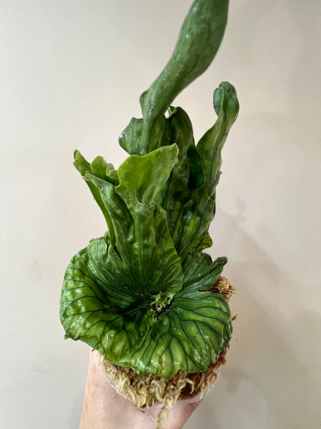 ALL ITEM | Plants.Links