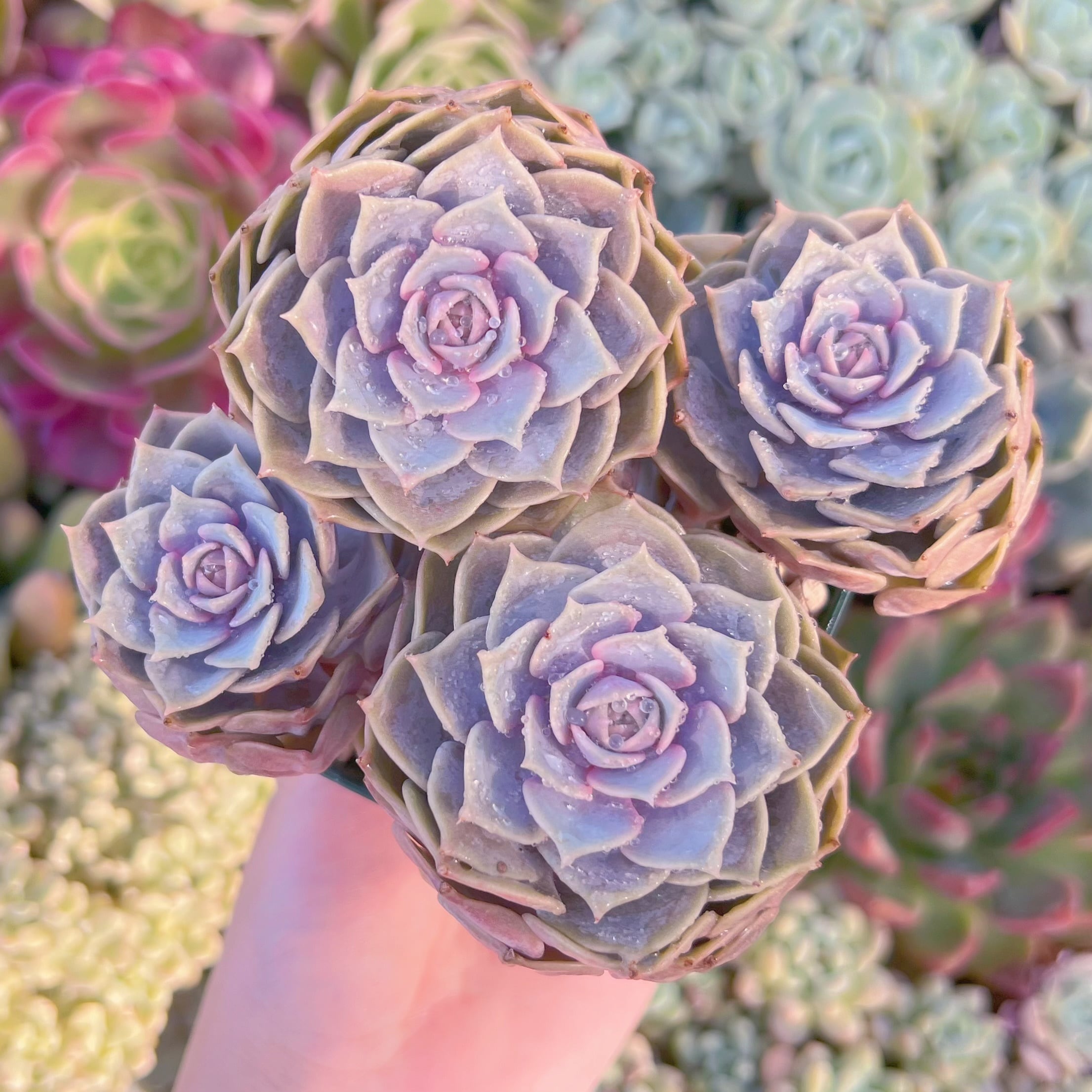 現品　ピンクローラ#258　るる農園