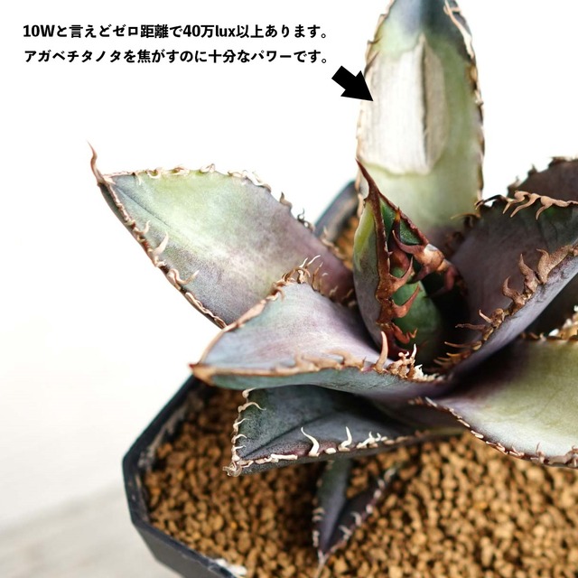 LEDライト 小型AS型 10W 電球色 ブラック