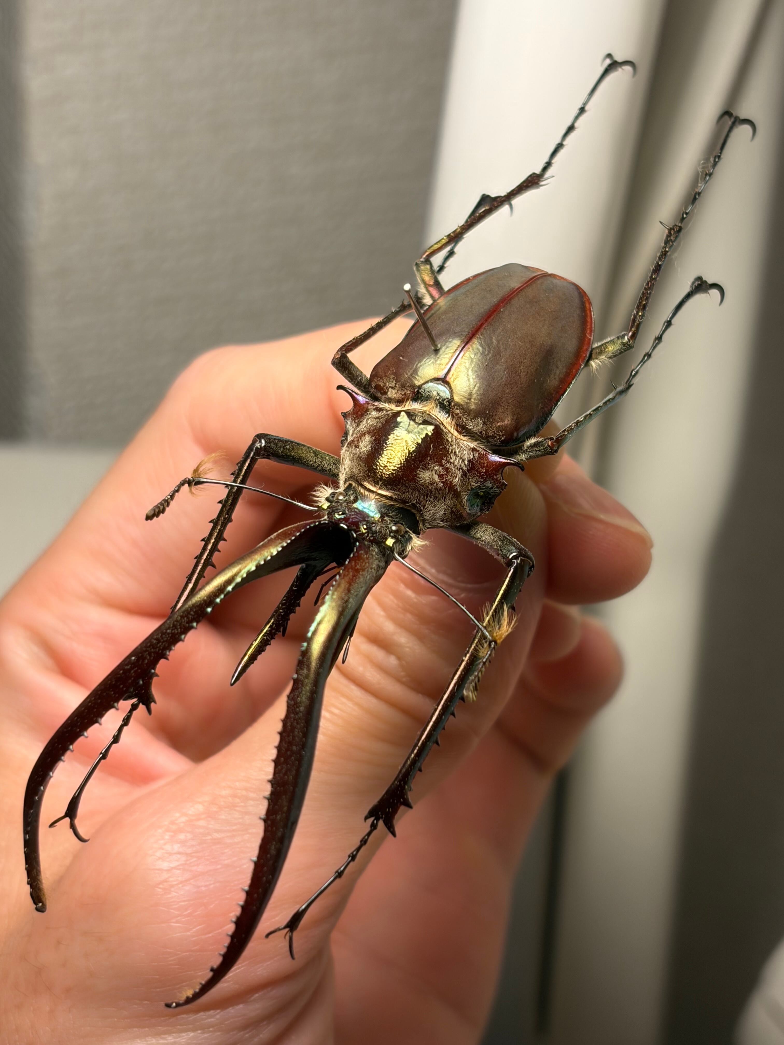 有毛79mm】チリクワガタ メタリフェルホソアカクワガタ Wild 昆虫標本