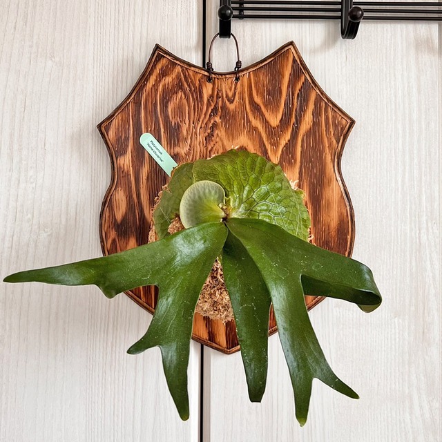 ビカクシダ ホーンズサプライズ 着生板大サイズ 板付 【観葉植物 室内 コウモリラン】