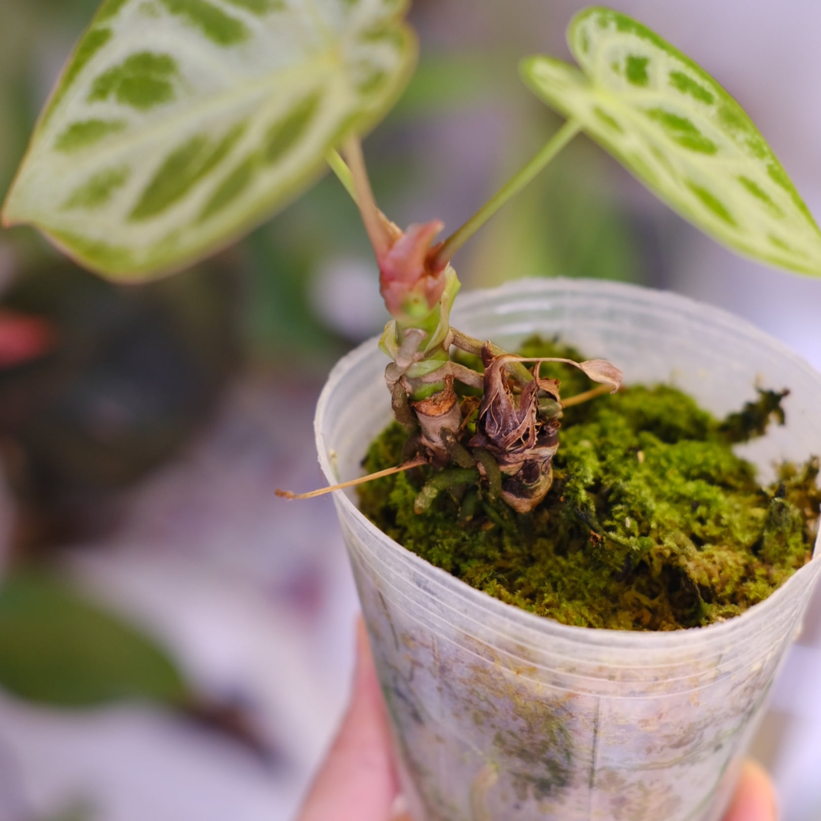 アンスリウム ドラヤキ × シルバーブラッシュ│Anthurium Dorayaki × A