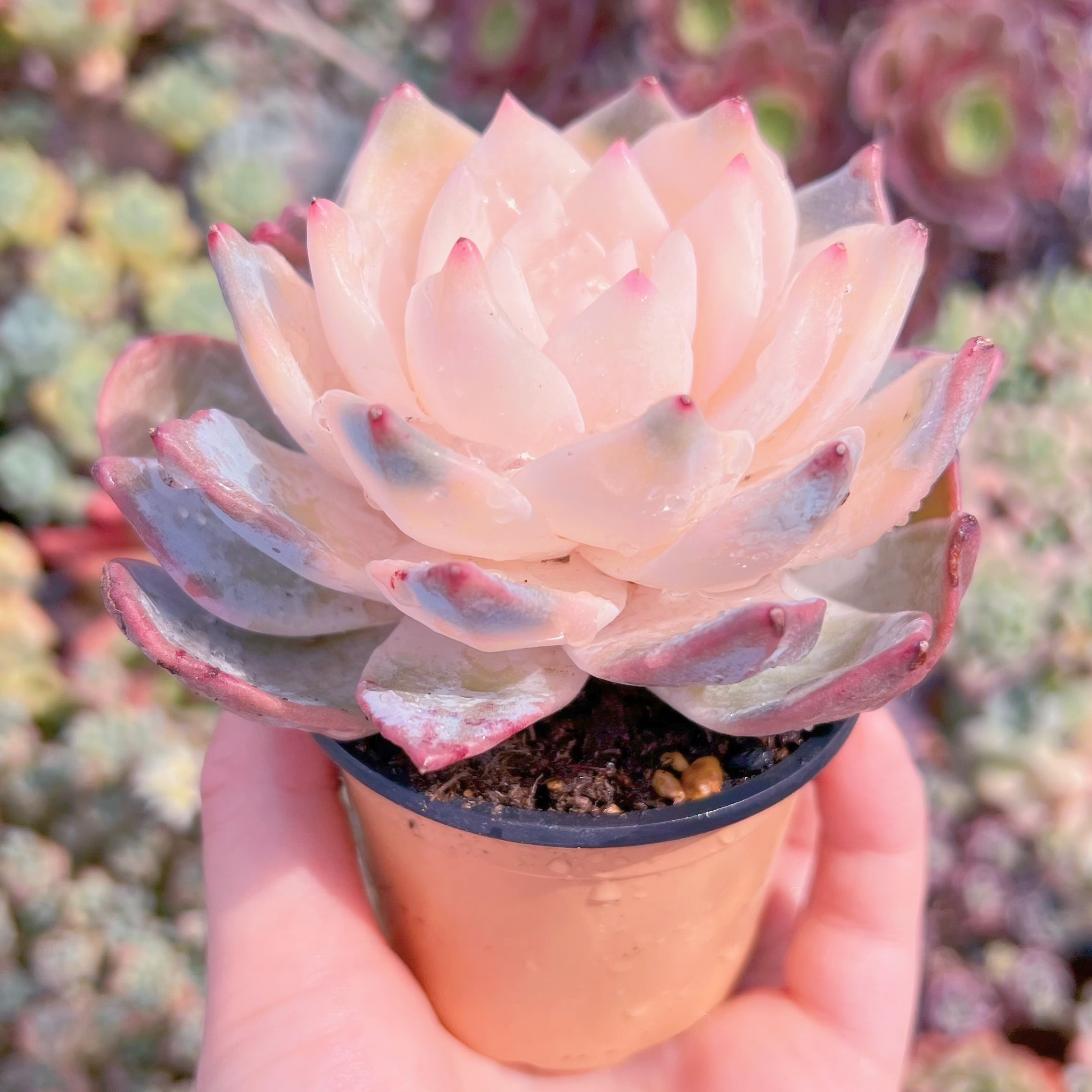 現品　ブルーバード錦#082　Last one　るる農園