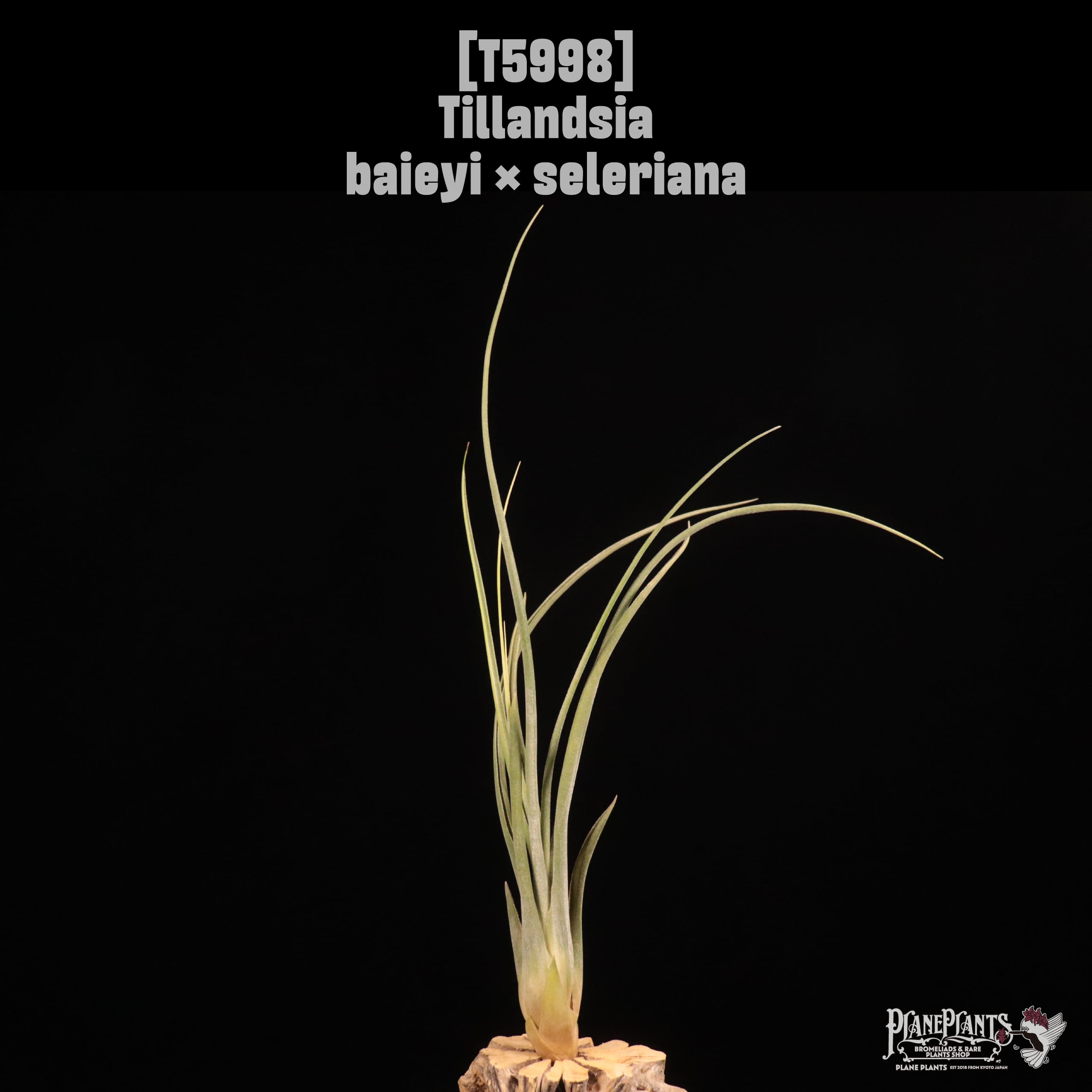 Tillandsia baieyi × seleriana〔ティランジア〕T5998