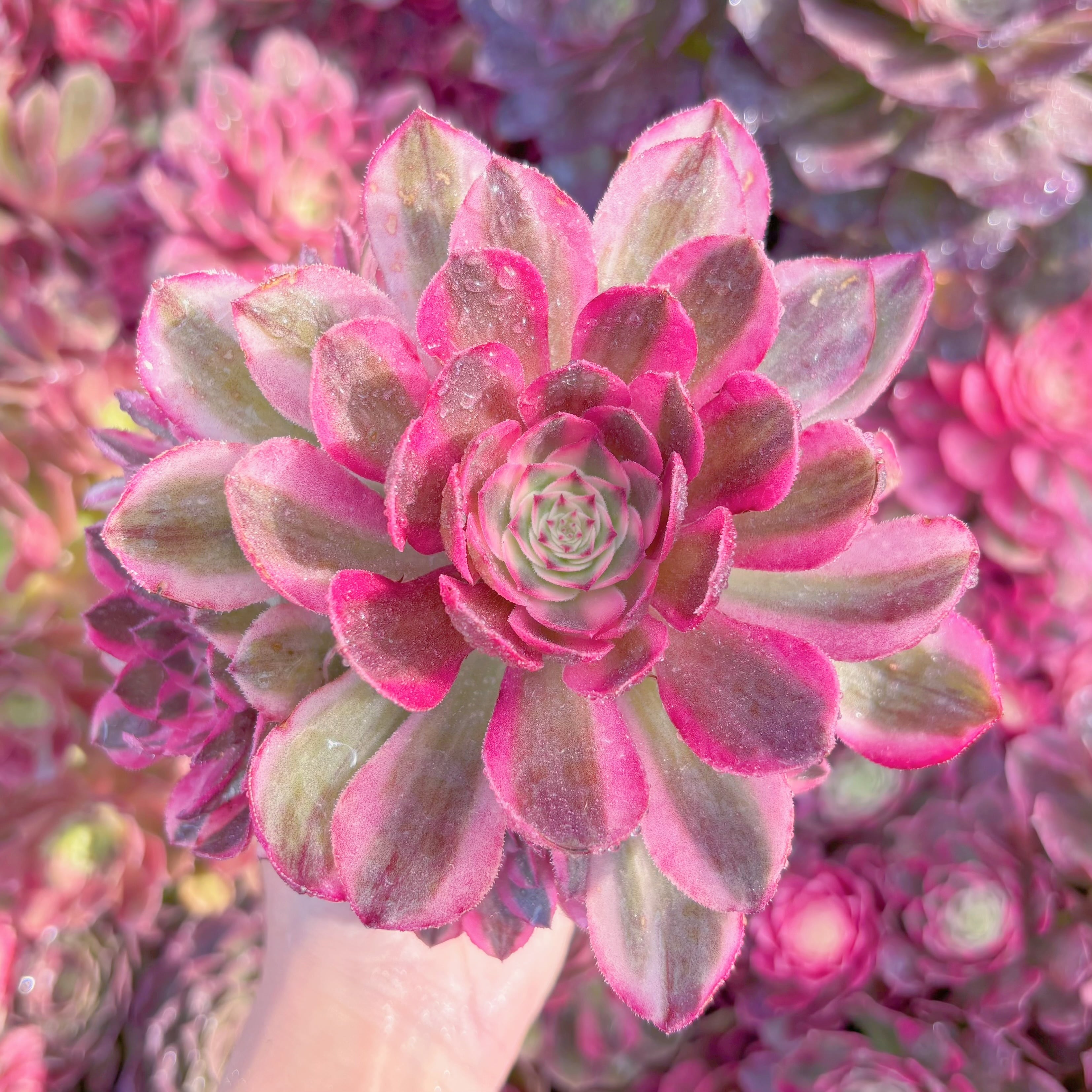 現品　香妃#K494　群生　新入荷　るる農園