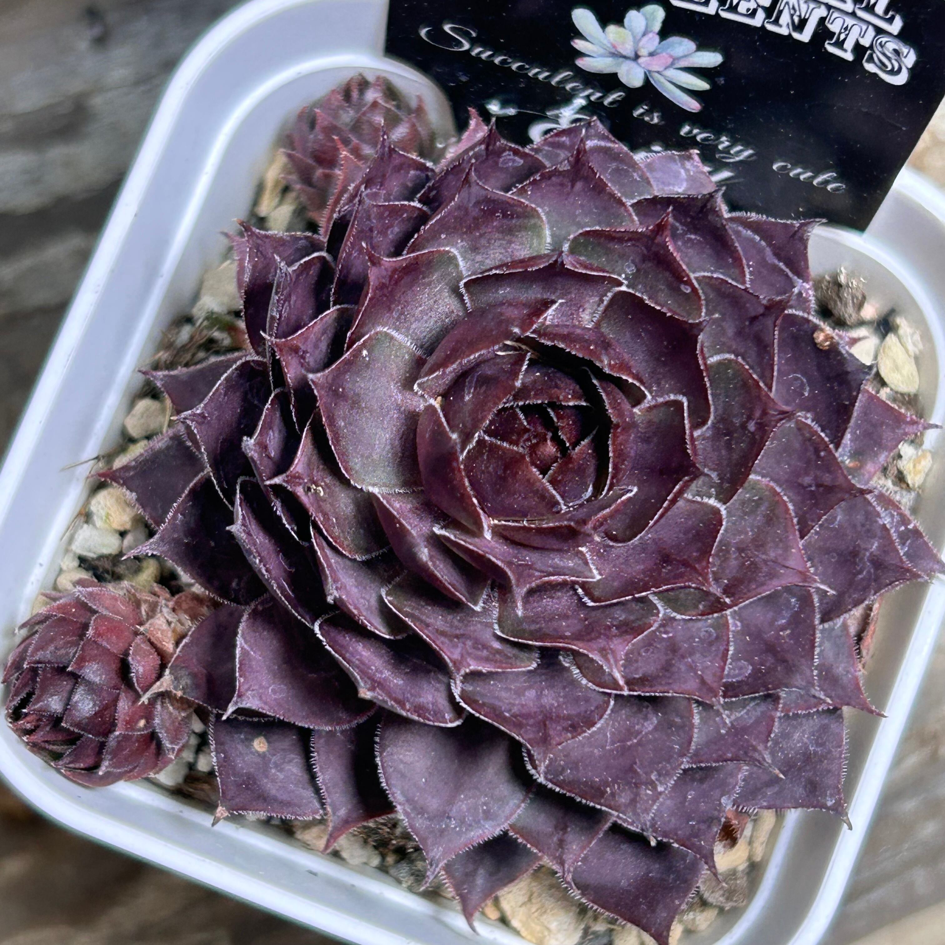 ブラッシングガーネット センペル | RuPo 多肉植物専門店