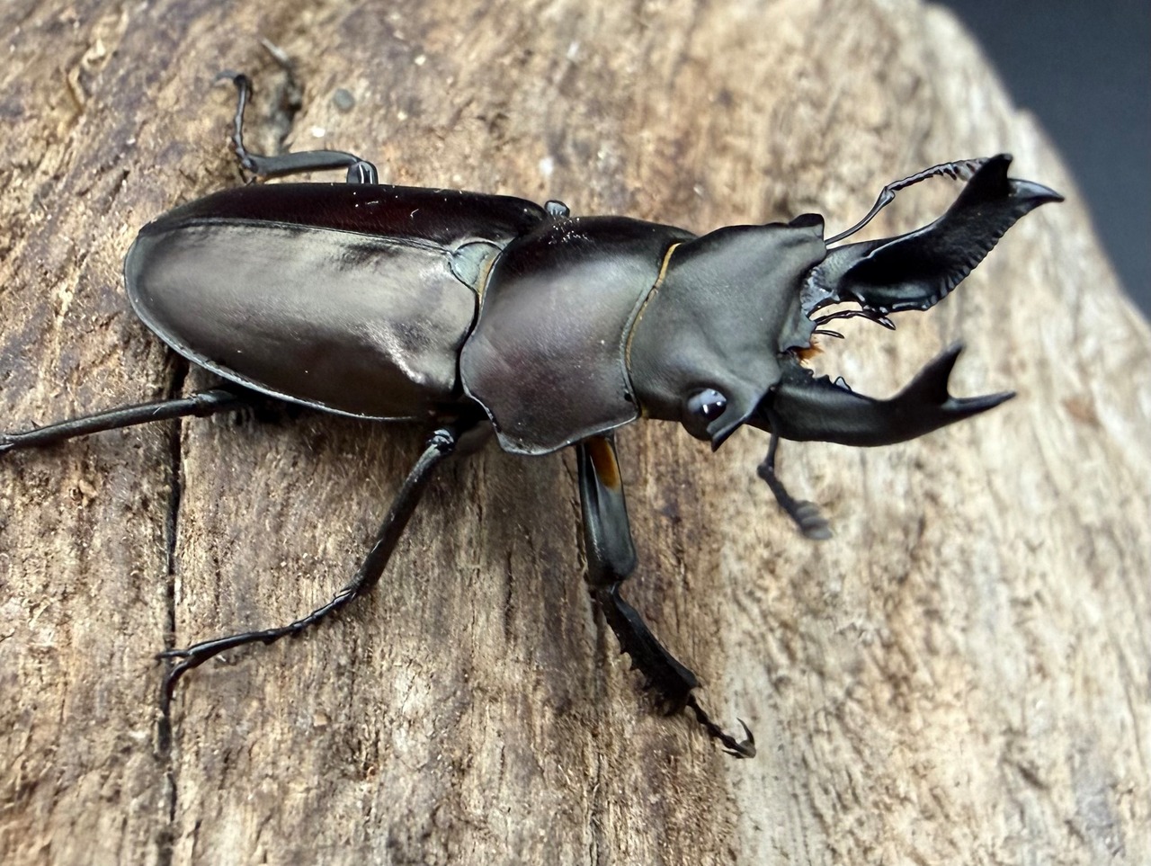 【WD】2025新種オニクワガタ《Prismognathus zhihongi 32.5mm A'品ペア》