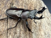 【WD】2025新種オニクワガタ《Prismognathus zhihongi 32.5mm A'品ペア》