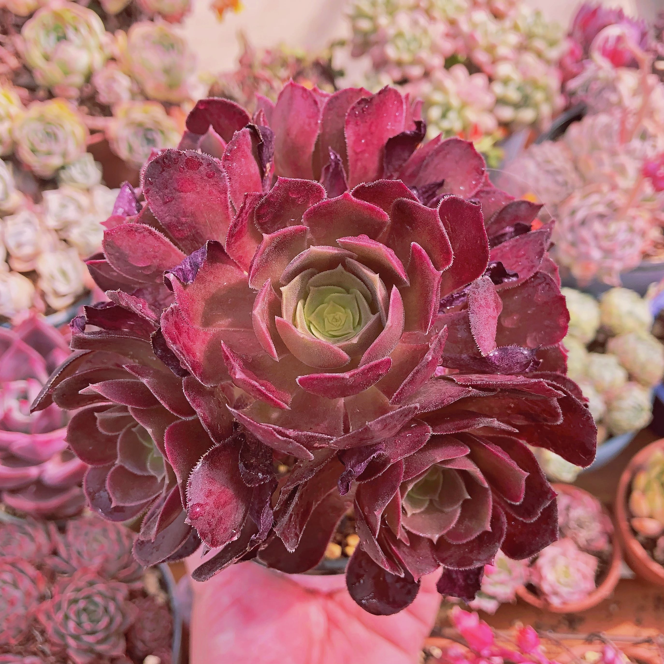 多肉植物　オランダローズ　4～7頭　大群生