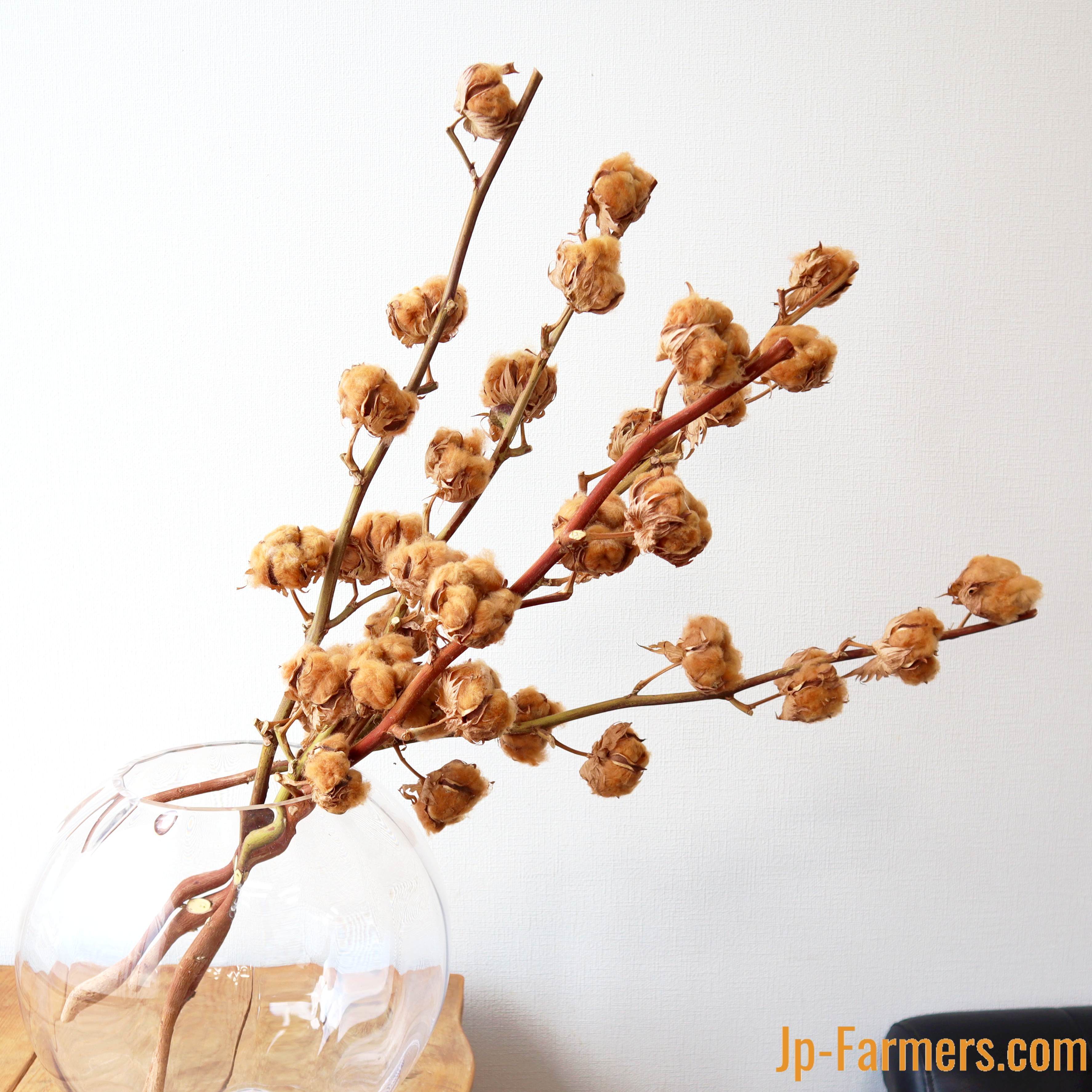 3本で ふわもこコットンフラワー ブラウン | 新鮮お花問屋 Jp-Farmers.com