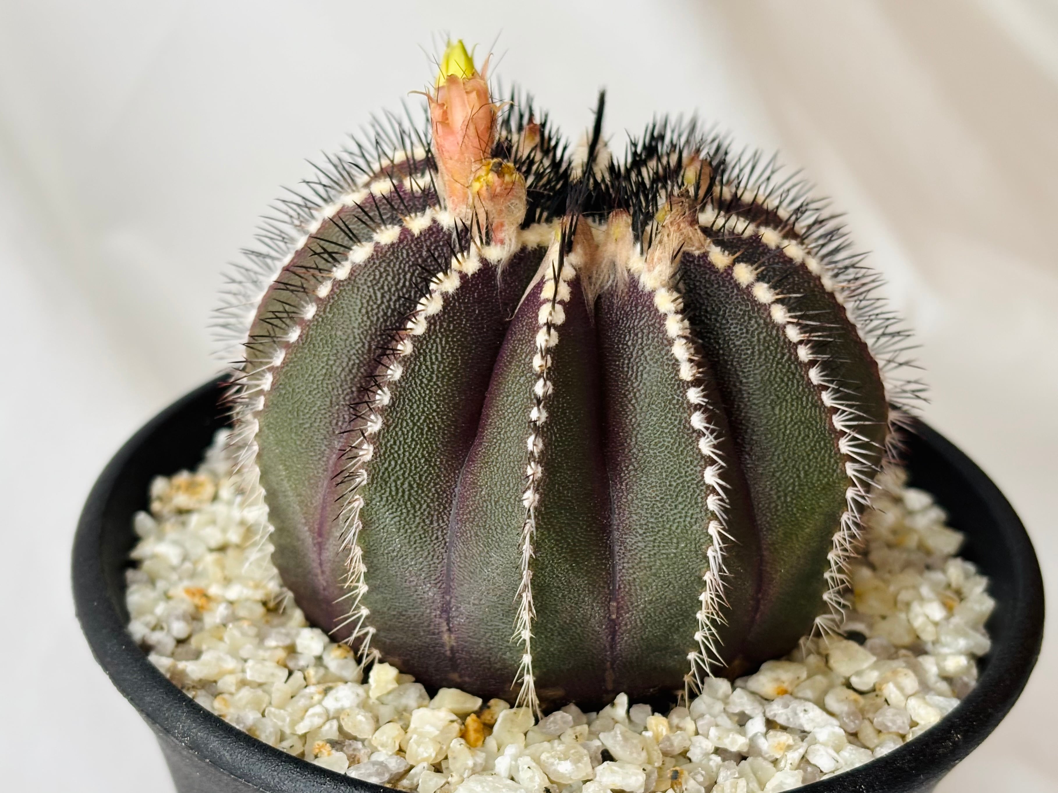 Uebelmmania pectinifera ユーベルマニア・ペクチニフェラ サボテン