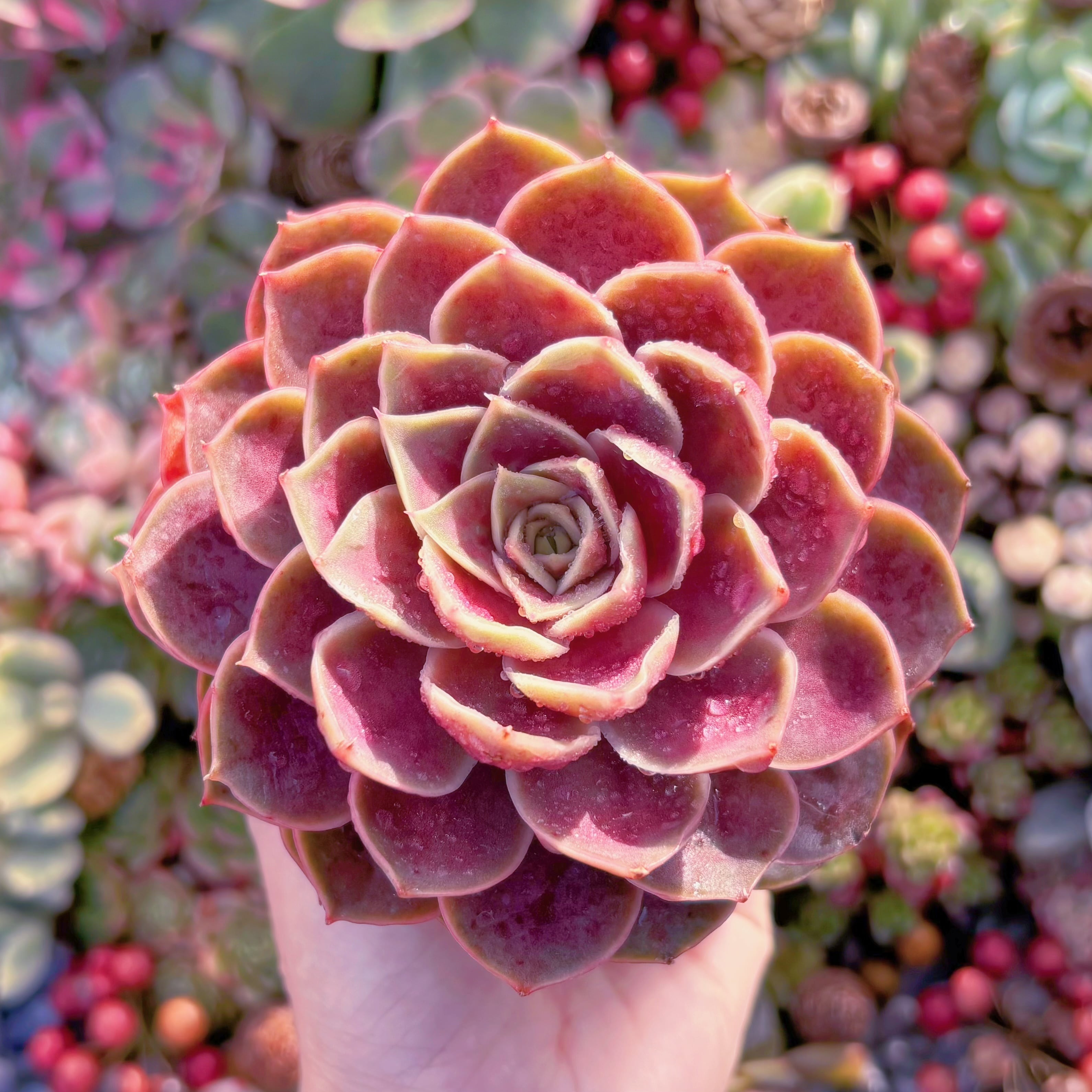 多肉植物　ゴシックローズ　大苗　新入荷　るる農園