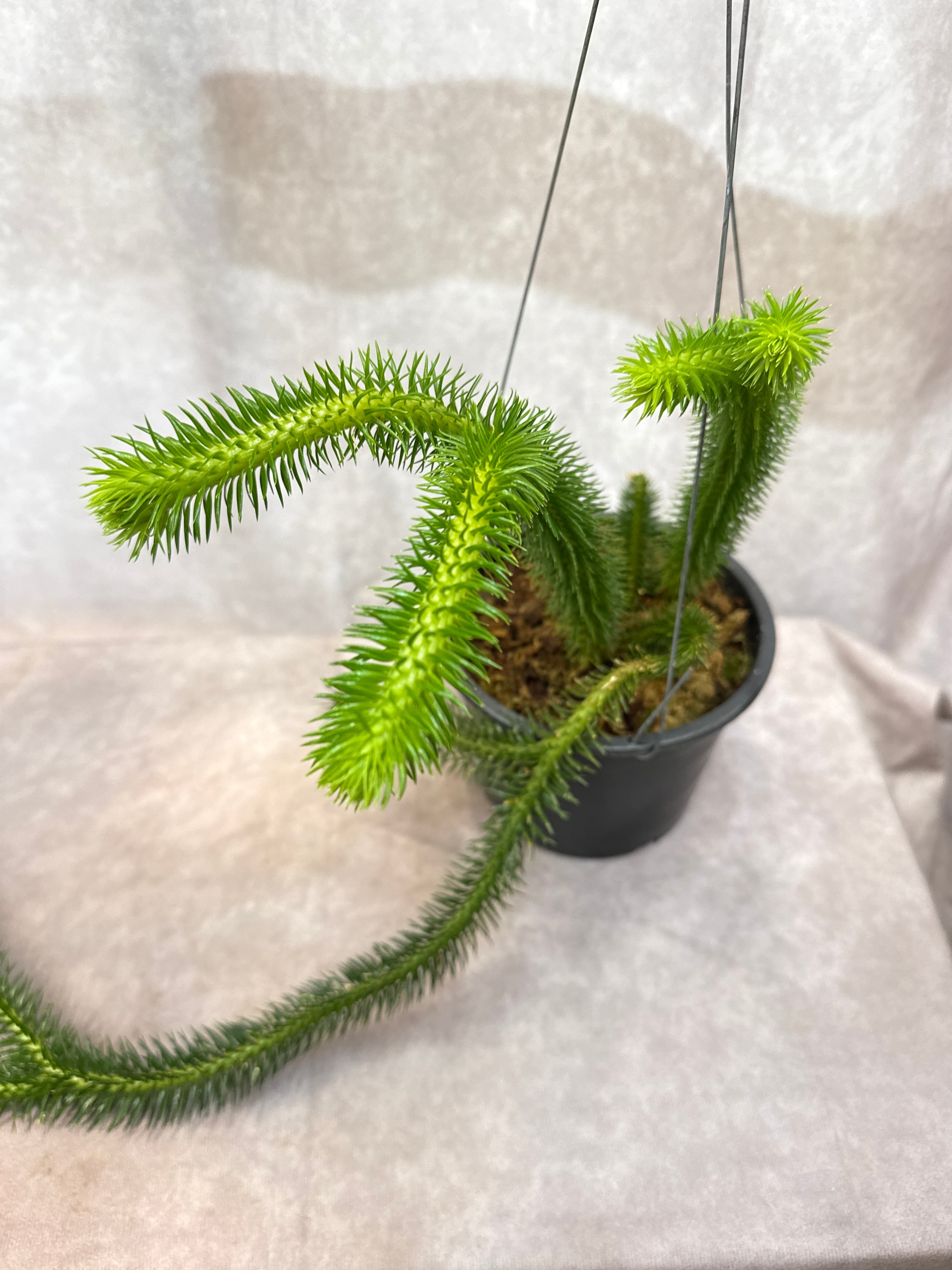 フペルジア スクァローサ | Gardenえん 【観葉熱帯植物】