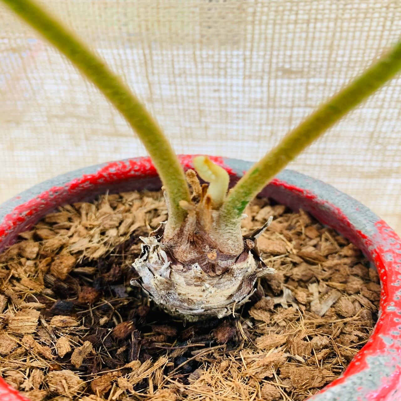 沖縄観葉植物 ザミア 陶器鉢2種類 贈り物 ギフト Greenbreeze