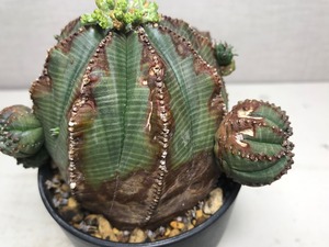 ユーフォルビア オベサ